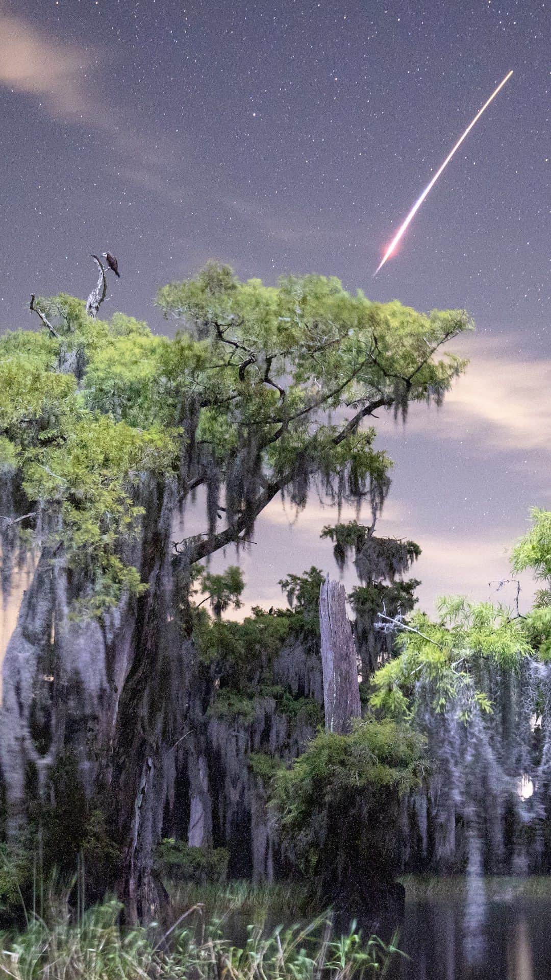 ナショナルジオグラフィックのインスタグラム：「Video by @macstonephoto | As photographers, we chase light and charge headlong into wilderness areas with the hope that nature will bestow a bit of its unpredictable magic—and that we’ll be there to capture it. For me, there is no better purveyor of wonder and enchantment than swamps and wetlands. Of all the incredible things I’ve seen while slogging through these ecosystems, I was never left as speechless or bewildered as when a SpaceX rocket—not once but twice—made its way into my frame in the middle of the night. For a moment, my assistant John Cline and I believed our lives were ending, a fiery meteoroid hurtling right toward us. Instead, it was a sign we’ve entered a new era, where routine rocket launches occur in the middle of the night, without fanfare or applause. As for the bit of magic we were seeking, as always, the swamp provides! To see more follow @macstonephoto. #WorldSpaceWeek  Additional video by @john.cline.photo, @chasemcgrace, @thewildstein」