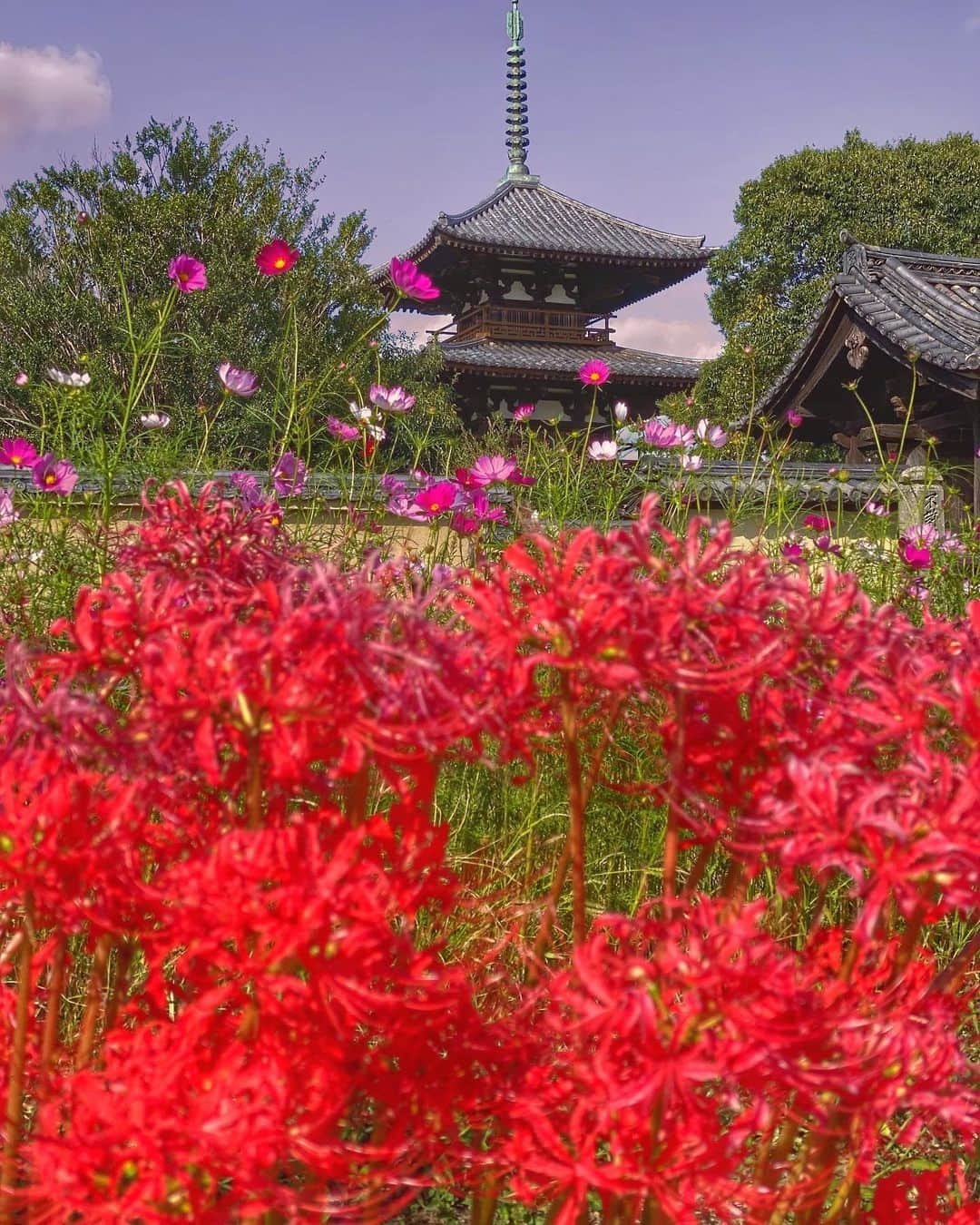 hama_aki_pppさんのインスタグラム写真 - (hama_aki_pppInstagram)「奈良県生駒郡#法起寺 (スライドして下さい)  Location Nara Japan (Swipe)    2023.10.06   この日は奈良のコスモス追いかけて3軒梯子しました🚗💨 ココは最後に訪れました 彼岸花もまだ咲いていたのでコラボしてみました🌺🌸(2枚目)   #神社仏閣　 #寺社仏閣  #花の寺  #彼岸花  #曼珠沙華  #秋桜  #三重塔  #わたしは奈良派  #奈良県景観資産　　 #おとな旅プレミアム  #こころから  #タビジェニ  #j_flower_shots  #sorakataphoto  #japanese_gardens  #otonatabi_japan  #histrip_japan  #zkg10  #tabisalad_plus  #loves_united_flora  #ptk_japan  #cooljapanvideos  #flower_igers  #9vaga_flowerscolor9  #japanesetemple #japanesegarden  #iphonephotography  #スマホ撮影  #iphonephotographer」10月9日 17時55分 - hama_aki_ppp