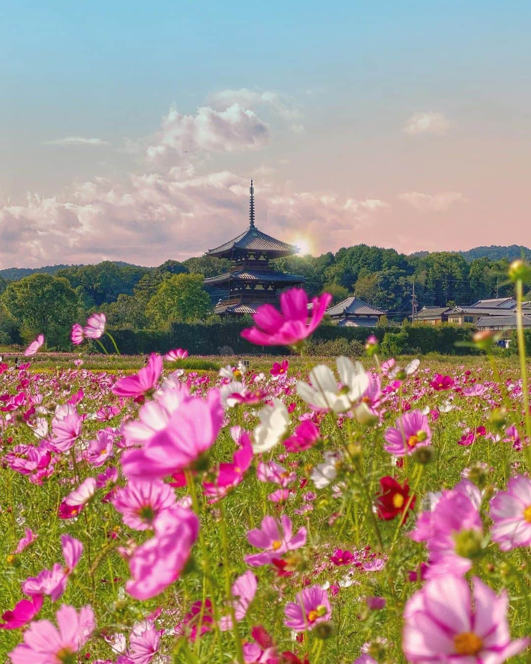 hama_aki_pppさんのインスタグラム写真 - (hama_aki_pppInstagram)「奈良県生駒郡#法起寺 (スライドして下さい)  Location Nara Japan (Swipe)    2023.10.06   この日は奈良のコスモス追いかけて3軒梯子しました🚗💨 ココは最後に訪れました 彼岸花もまだ咲いていたのでコラボしてみました🌺🌸(2枚目)   #神社仏閣　 #寺社仏閣  #花の寺  #彼岸花  #曼珠沙華  #秋桜  #三重塔  #わたしは奈良派  #奈良県景観資産　　 #おとな旅プレミアム  #こころから  #タビジェニ  #j_flower_shots  #sorakataphoto  #japanese_gardens  #otonatabi_japan  #histrip_japan  #zkg10  #tabisalad_plus  #loves_united_flora  #ptk_japan  #cooljapanvideos  #flower_igers  #9vaga_flowerscolor9  #japanesetemple #japanesegarden  #iphonephotography  #スマホ撮影  #iphonephotographer」10月9日 17時55分 - hama_aki_ppp