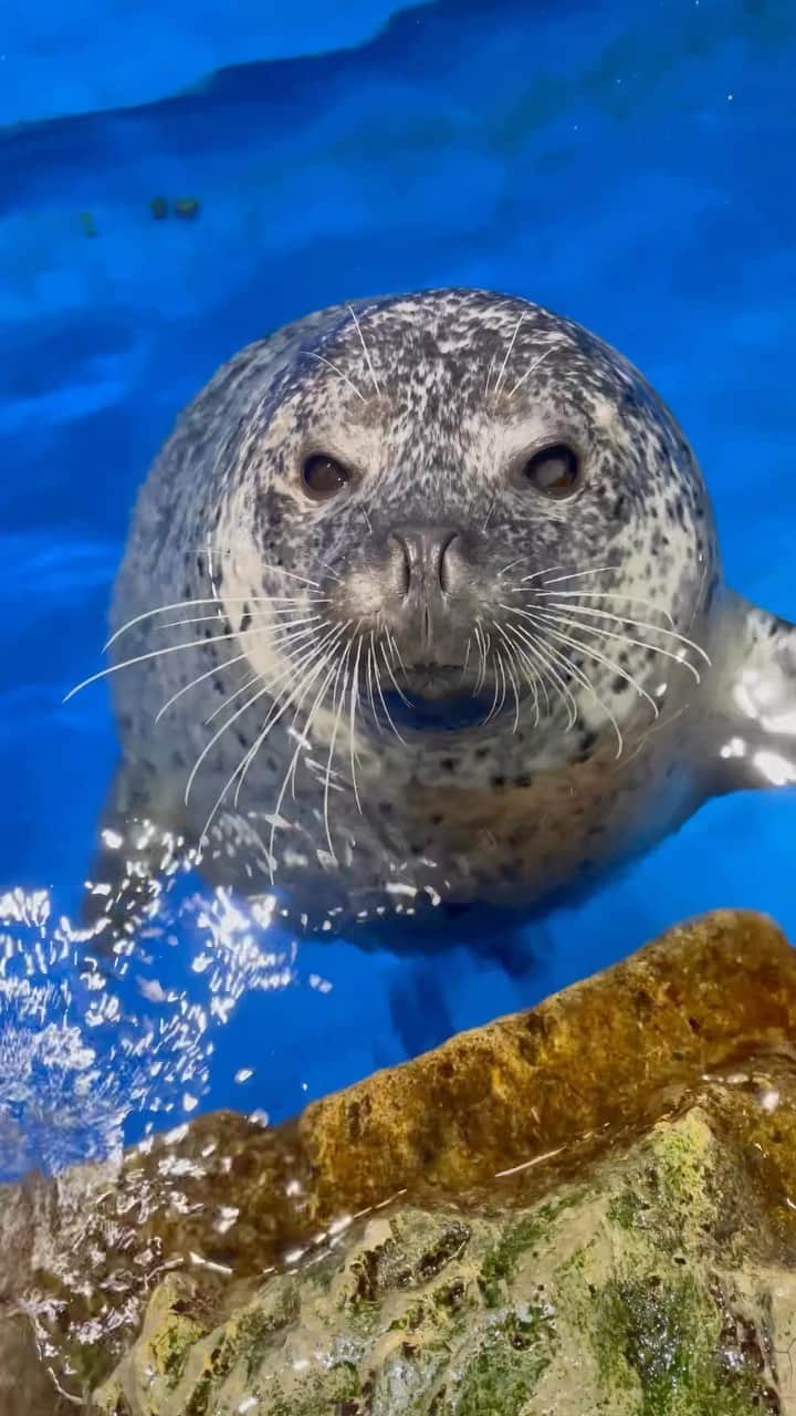 アクアパーク品川のインスタグラム：「水面から急接近してくれたゴマフアザラシ😊💕  お顔をよーく見ると…👀 鼻の穴が開いたり閉じたり。 実は、呼吸をするとき以外は常に閉じています👃  #ゴマフアザラシ #spottedseal #アザラシ #seal #ゆうみ #どアップ  #生きもの #アクアパークfriends #マクセルアクアパーク品川 #MaxellAquaParkShinagawa #アクアパーク #aquapark #アクアパーク品川 #aquaparkshinagawa #水族館 #aquarium #水族館デート #東京 #都内 #品川 #駅近 #東京観光 #屋内遊び場 #品川プリンスホテル #品プリ」