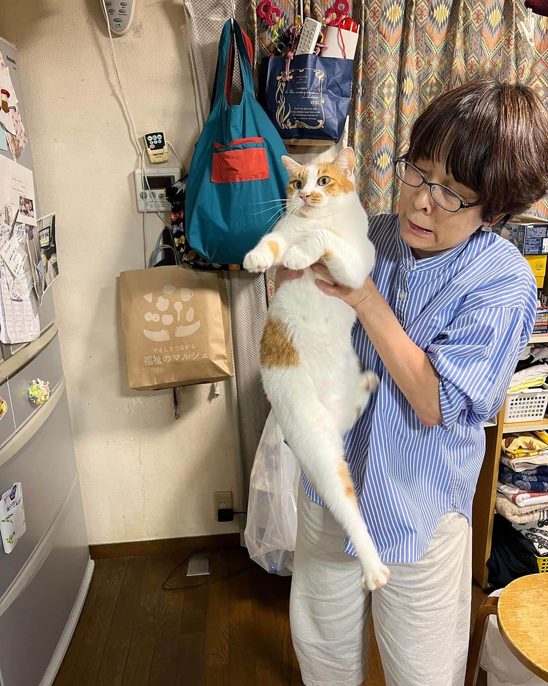 Kachimo Yoshimatsuさんのインスタグラム写真 - (Kachimo YoshimatsuInstagram)「たとえナオさんでも、 抱っこは嫌です。  #うちの猫ら #猫 #ねこ #ニャンスタグラム #oinari #ナオさん #にゃんすたぐらむ #ねこのきもち #cat #ネコ #catstagram #ネコ部 http://kachimo.exblog.jp」10月9日 18時31分 - kachimo