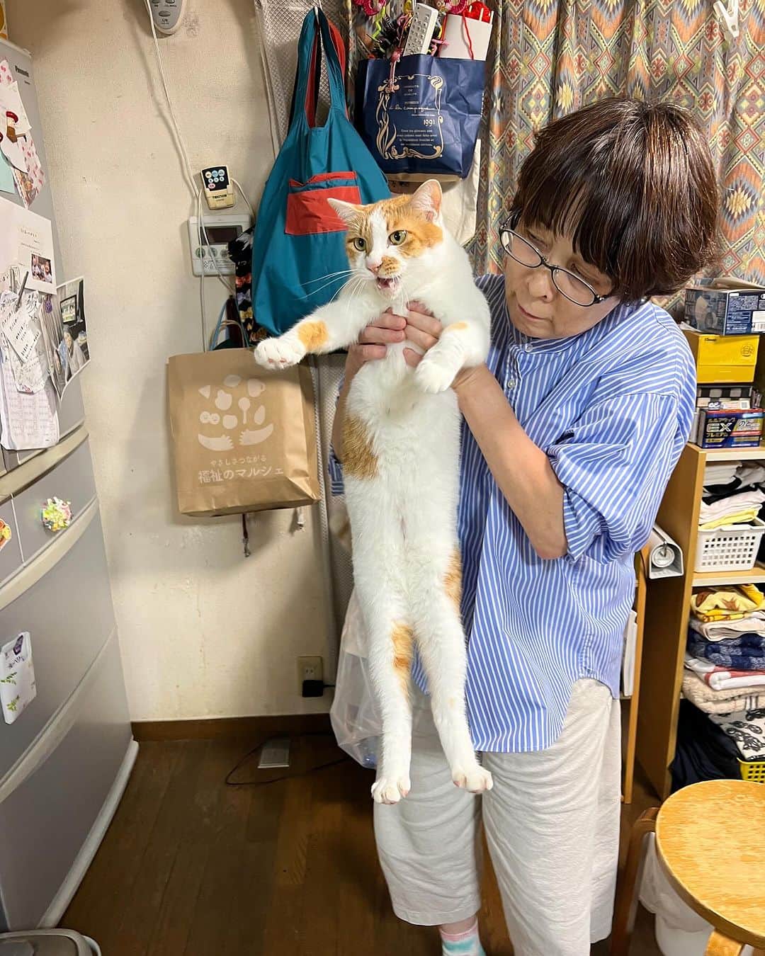 Kachimo Yoshimatsuさんのインスタグラム写真 - (Kachimo YoshimatsuInstagram)「たとえナオさんでも、 抱っこは嫌です。  #うちの猫ら #猫 #ねこ #ニャンスタグラム #oinari #ナオさん #にゃんすたぐらむ #ねこのきもち #cat #ネコ #catstagram #ネコ部 http://kachimo.exblog.jp」10月9日 18時31分 - kachimo