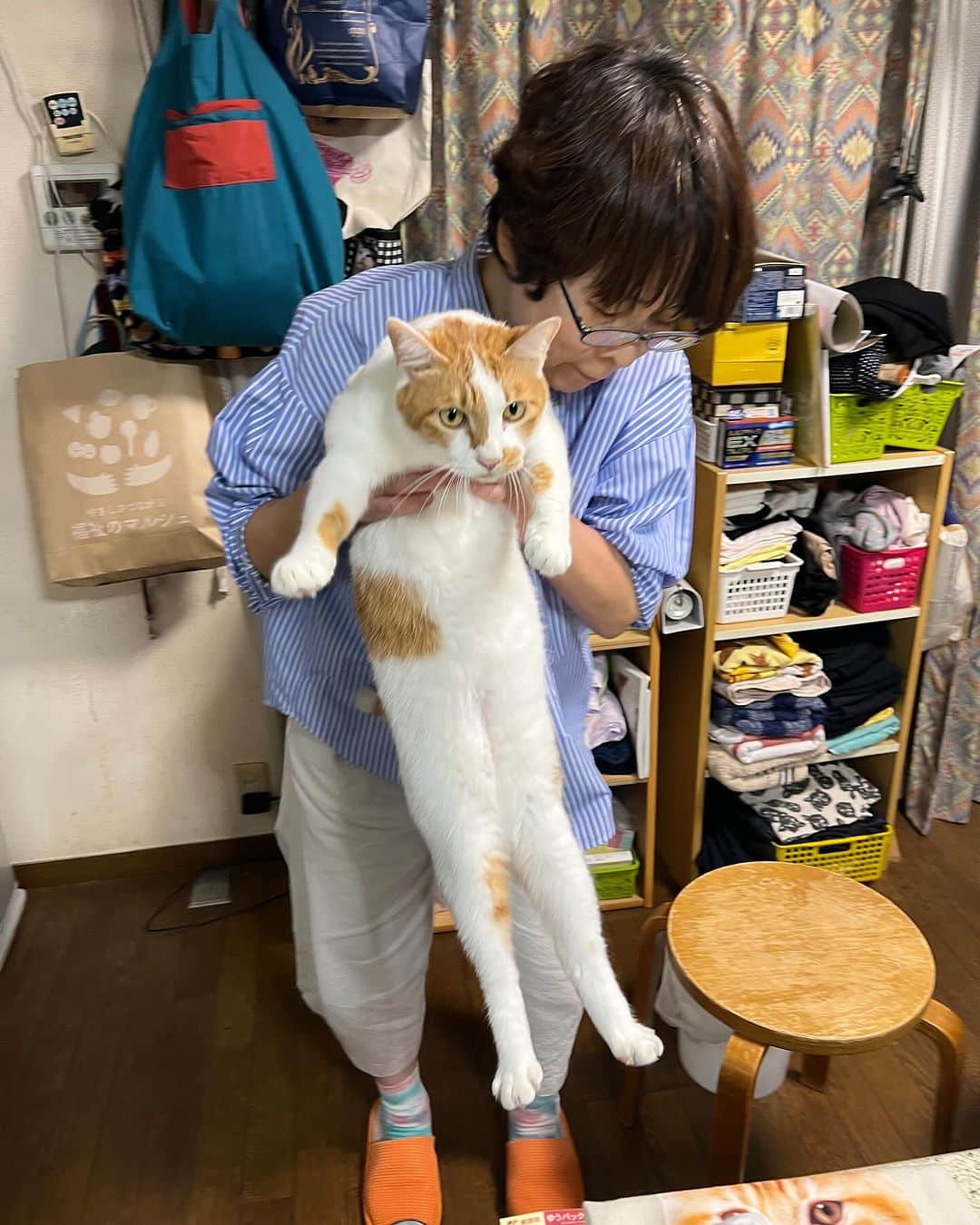Kachimo Yoshimatsuのインスタグラム：「たとえナオさんでも、 抱っこは嫌です。  #うちの猫ら #猫 #ねこ #ニャンスタグラム #oinari #ナオさん #にゃんすたぐらむ #ねこのきもち #cat #ネコ #catstagram #ネコ部 http://kachimo.exblog.jp」
