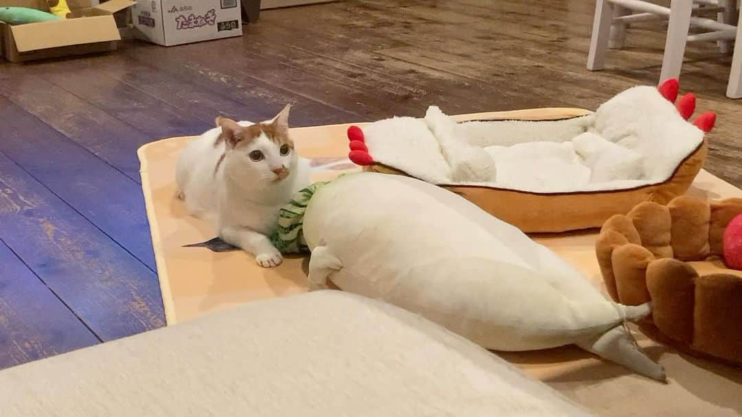 いちタルのインスタグラム：「🐈🐈🐈🐈🐈🐈 何を思ったのか 大切な大根に バックドロップをかます タルト氏 🐈🐈🐈🐈🐈🐈 #猫 #ねこ #ネコ」