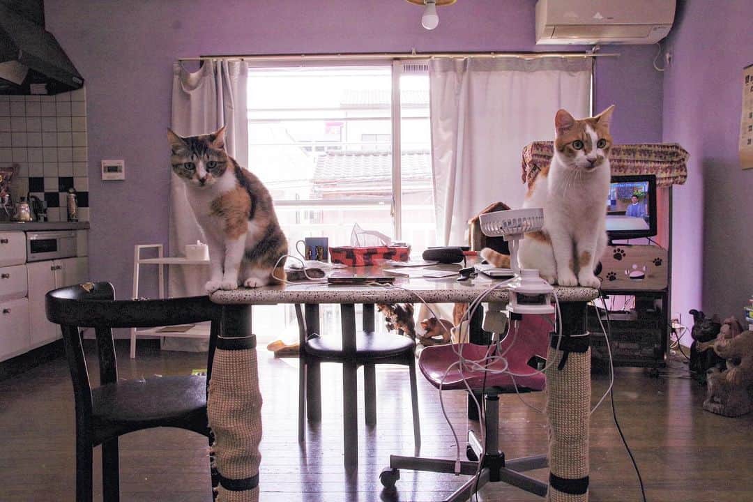 Kachimo Yoshimatsuのインスタグラム：「駒猫｡  #うちの猫ら #猫 #ねこ #ニャンスタグラム #castella #oinari #にゃんすたぐらむ #ねこのきもち #cat #ネコ #catstagram #ネコ部 http://kachimo.exblog.jp」