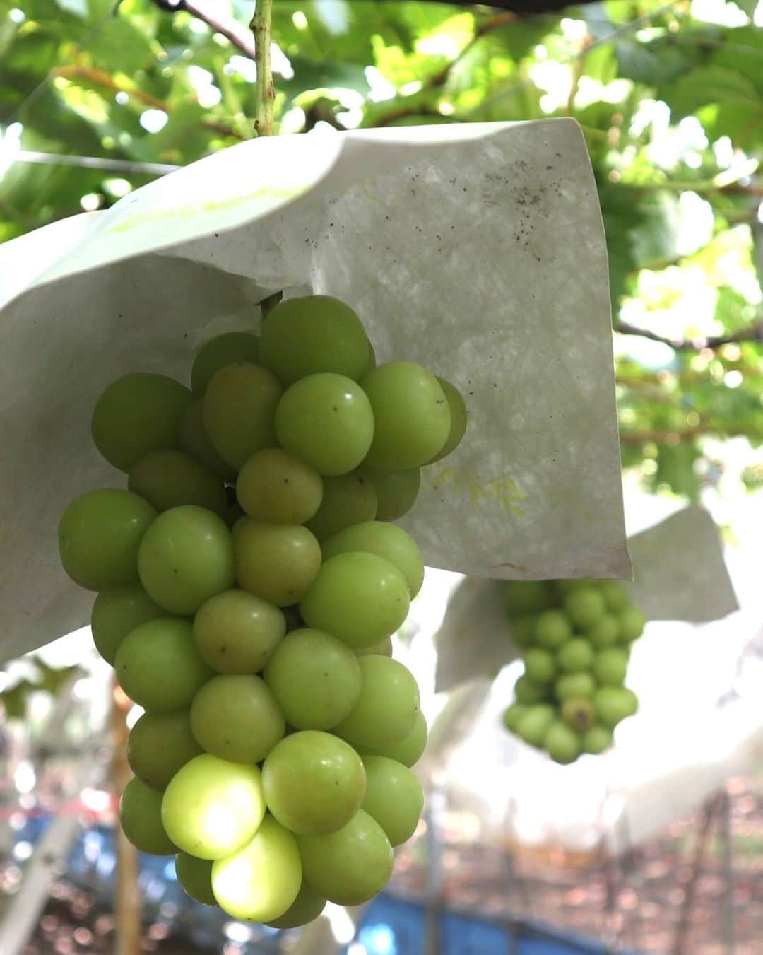 與猶茉穂さんのインスタグラム写真 - (與猶茉穂Instagram)「先月シャインマスカット狩りしました🤤🍇  3房食べる気まんまんだったけど 1房しか食べられなかった〜😂笑」10月9日 18時58分 - maho_yonao