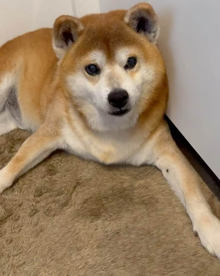 shibainu berryのインスタグラム：「Lunch🐻🦊🍽️ 今日のべりむくご飯🐻🦊🍚 ①豚バラブロックが激安だったのでべりむくもカリカリ＋豚バラブロック😆人間用の豚の角煮を作る時に調味料無しで圧力鍋で40分煮込んでトロトロ〜🤤べりむくの分は煮込むだけで終了！ べりやん少し前から、脂が多いお肉をたくさん食べると💩が緩くなるんです…歳やね🥲なので、手羽元も入れてます😅べりやんのはゆで卵でかさ増し⤴︎ ②むくみの食べ方が下手すぎて笑ってしまうおかん😂 むくみのも手羽元と混ぜてます😅 ゆで卵嫌いなのでむくみはゆで卵無し😓スクランブルエッグなら食べるけど、ゆで卵は嫌いなんです😦ゆで卵って独特の匂いするからそのせいかな？ ③食べ終わってもお皿ペロペロするのはむくみ的にかなり気に入ったということ😙 ④人間用🍙 ＊おにぎり ＊粕汁 ＊豚の角煮 ＊ちりめんじゃこ大根おろし ＊ごぼうと人参のサラダ ＊白菜のお漬物 ＊梨🍐 今年も始まった！🍙アクション😋 #onigiriaction を付けて投稿すると協賛企業が寄付でアフリカ、アジアの子供達に給食5食届くよ😆(フィード投稿🙆‍♀️ストーリーズ🙅‍♀️) #べりむくご飯 #犬の脾臓腫瘍 #犬の腫瘍摘出手術 #僧帽弁閉鎖不全症 #僧帽弁閉鎖不全症の犬 #僧帽弁閉鎖不全症手術済 #僧帽弁閉鎖不全症克服 #柴犬 #柴 #べりやん #べりむく #多頭飼い #徳島 #berry #shiba #shibainu  #shibainumania #ぷにっと部 #口角キュキュッと部 #チーム俺様 →部員絶賛募集中 #shiba_snap #proudshibas #instagramjapan #ふわもこ部 #pecoいぬ部 #pecotv #9gag @9gag @barked」