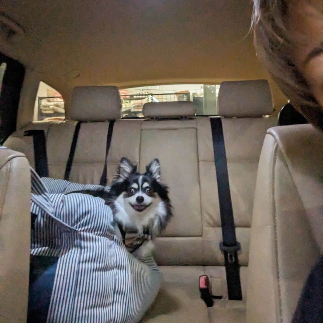 島田佳奈のインスタグラム：「祝日（私は出勤）は旦那が送迎してくれる。今夜はアンジュもお迎えしてくれた。 やっと涼しくなったから、一緒にドライブできるね♡」