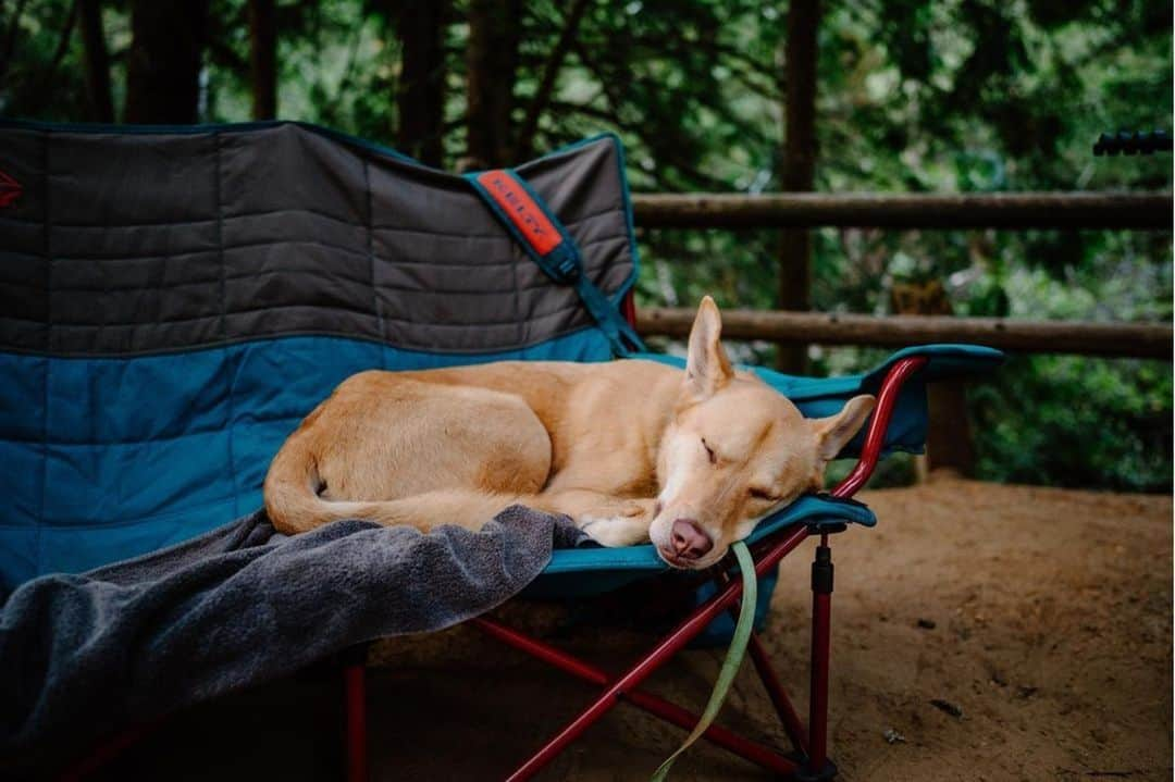 ケルティのインスタグラム：「Biggg Snooze vibes coming in from ⁠ 📸: @ahintwild 💤🐶⁠ ⁠ Sweet dreams pupper! We hope you catch all the 🐿 and eat all the 🥓⁠ ⁠ #builtforplay #keltybuilt #getoutside」