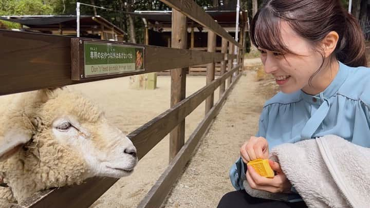 山崎聡子さんのインスタグラム写真 - (山崎聡子Instagram)「☕️ 動物とかわいい姪っ子に癒された連休…🐏 急に肌寒くなりましたね🍂  #那須 #那須観光 #家族旅行 #羊 #餌を感じたらむくっと立ち上がってやる気みせるのがかわいい😂」10月9日 19時32分 - 310puu