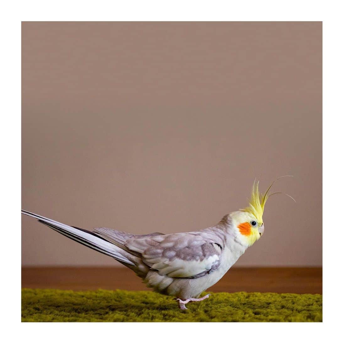 のインスタグラム：「best photo  http://www.ryoichisakai.com  #オカメインコ #ぽぃちゃん  ©︎ryoichisakai」