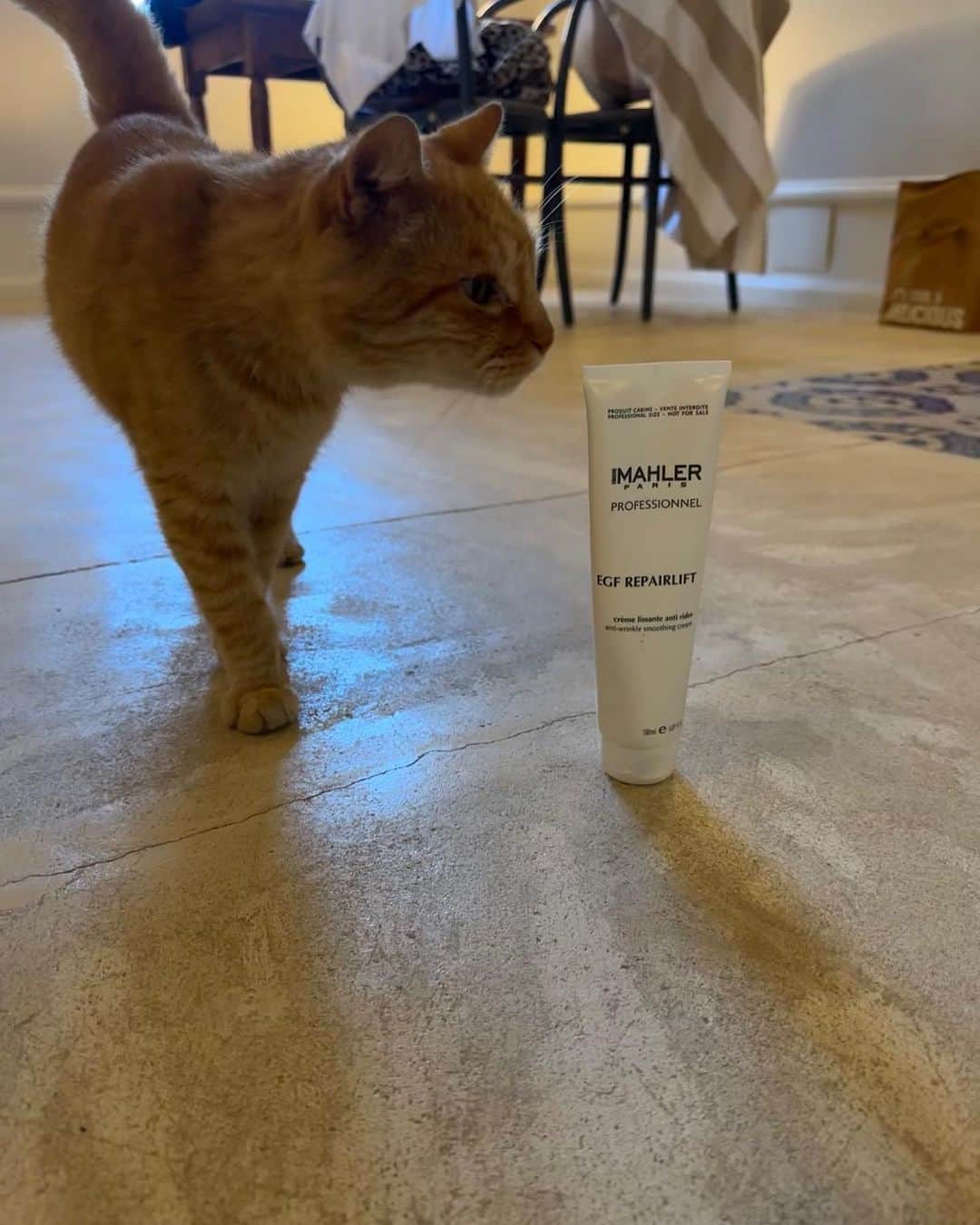 チン・ジェヨンさんのインスタグラム写真 - (チン・ジェヨンInstagram)「#cont광고  지난 이탈리아여행때 문을 열어놓았더니  저희룸에 고양이가들어와 졸졸따라다니던추억을보다보니 여행고픈밤이예용🧶  시몬말레 오늘밤 라스트데이예요  쌀쌀해진밤 자기전 듬뿍바르고 주무세요 🍁  #콘티✖️시몬말레」10月9日 19時56分 - jinjaeyoung_con.t