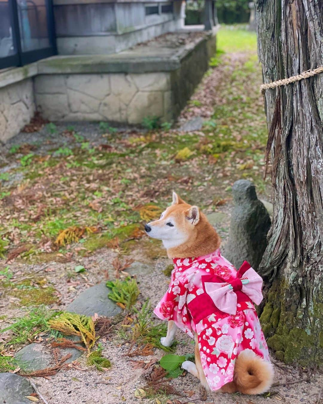 マロたんさんのインスタグラム写真 - (マロたんInstagram)「【PR】ペットパラダイス牡丹桜着物SMサイズ🌸うちゅくしい…このまま年賀状作れそう…🤭  ペットパラダイス プレミアムモニターやらせてもろたよ🐶 @petparadise_rakuten   ✂︎--------------------  ノーリードに見えますが着物の下にハーネスとリードを着けてます。5枚目見てね👉(リードが見えない画像はアプリで消してます🤫)  #petparadise #PR #pet #pets #ペットパラダイス楽天市場店 #ペットパラダイスプレミアムモニター #dog #犬 #猫 #ペット #いぬすたぐらむ #犬のいる暮らし #ペットは家族 #着物 #和装 #きもの #kimono #👘 #和服 #年賀状 #柴犬 #shiba #shibainu」10月9日 20時00分 - minapple