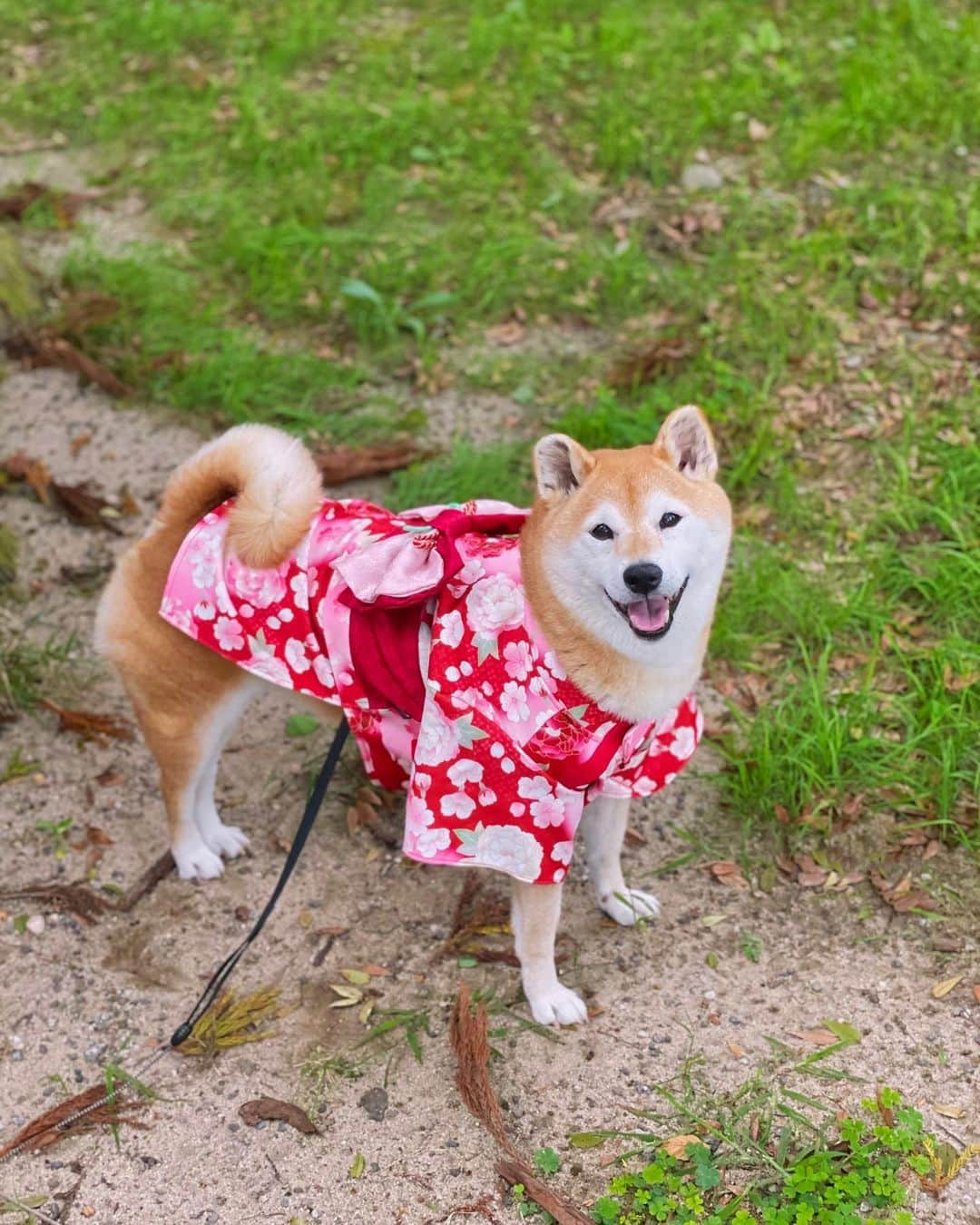 マロたんさんのインスタグラム写真 - (マロたんInstagram)「【PR】ペットパラダイス牡丹桜着物SMサイズ🌸うちゅくしい…このまま年賀状作れそう…🤭  ペットパラダイス プレミアムモニターやらせてもろたよ🐶 @petparadise_rakuten   ✂︎--------------------  ノーリードに見えますが着物の下にハーネスとリードを着けてます。5枚目見てね👉(リードが見えない画像はアプリで消してます🤫)  #petparadise #PR #pet #pets #ペットパラダイス楽天市場店 #ペットパラダイスプレミアムモニター #dog #犬 #猫 #ペット #いぬすたぐらむ #犬のいる暮らし #ペットは家族 #着物 #和装 #きもの #kimono #👘 #和服 #年賀状 #柴犬 #shiba #shibainu」10月9日 20時00分 - minapple