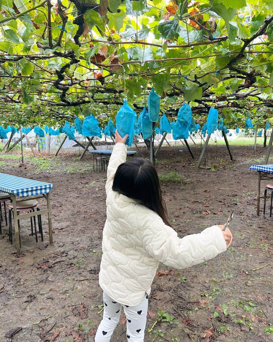 北岡伸多朗さんのインスタグラム写真 - (北岡伸多朗Instagram)「. 山梨にふらっと遊びに行ってきました🍇  子供にもたくさん声かけてくれるし 山梨の方達すごく優しかった🫰🏽❤️‍🔥  シャインマスカット一房食べたので今年はもういりません🤣🤣🤣  #山梨旅」10月9日 20時02分 - shintaro_kitaoka
