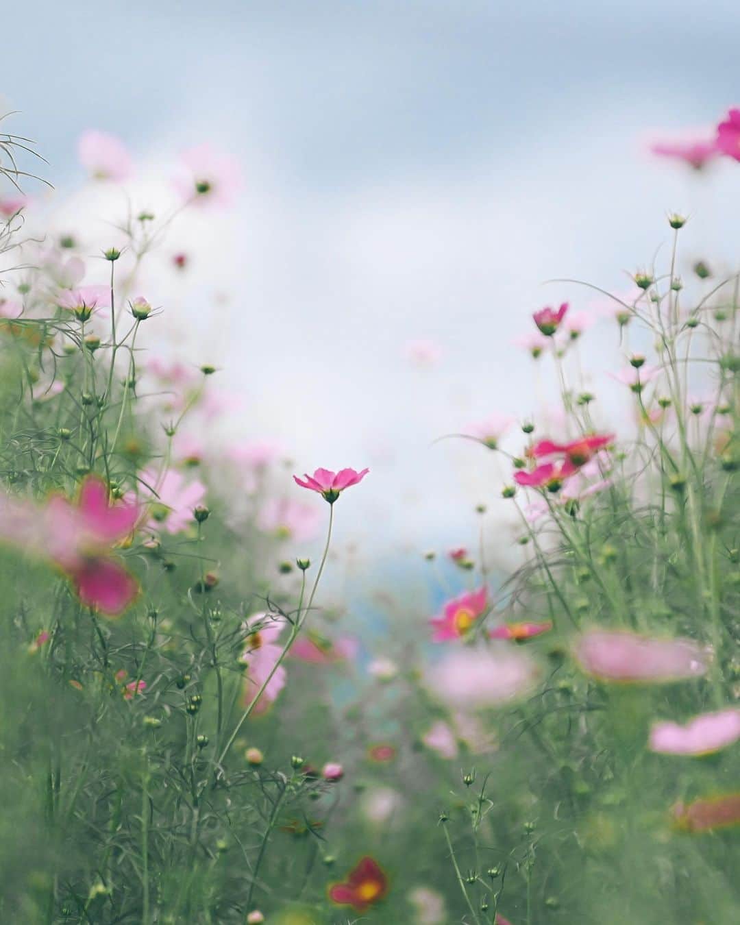 yukiのインスタグラム：「・ #コスモス #秋桜  #僕らが見ている風景 __________________________ 日々の撮影記事やコラム更新中！ ・・・・・・・・・・・・・・・ ◉FAN限定サイト◉ https://www.fansnet.jp/sty830 __________________________」