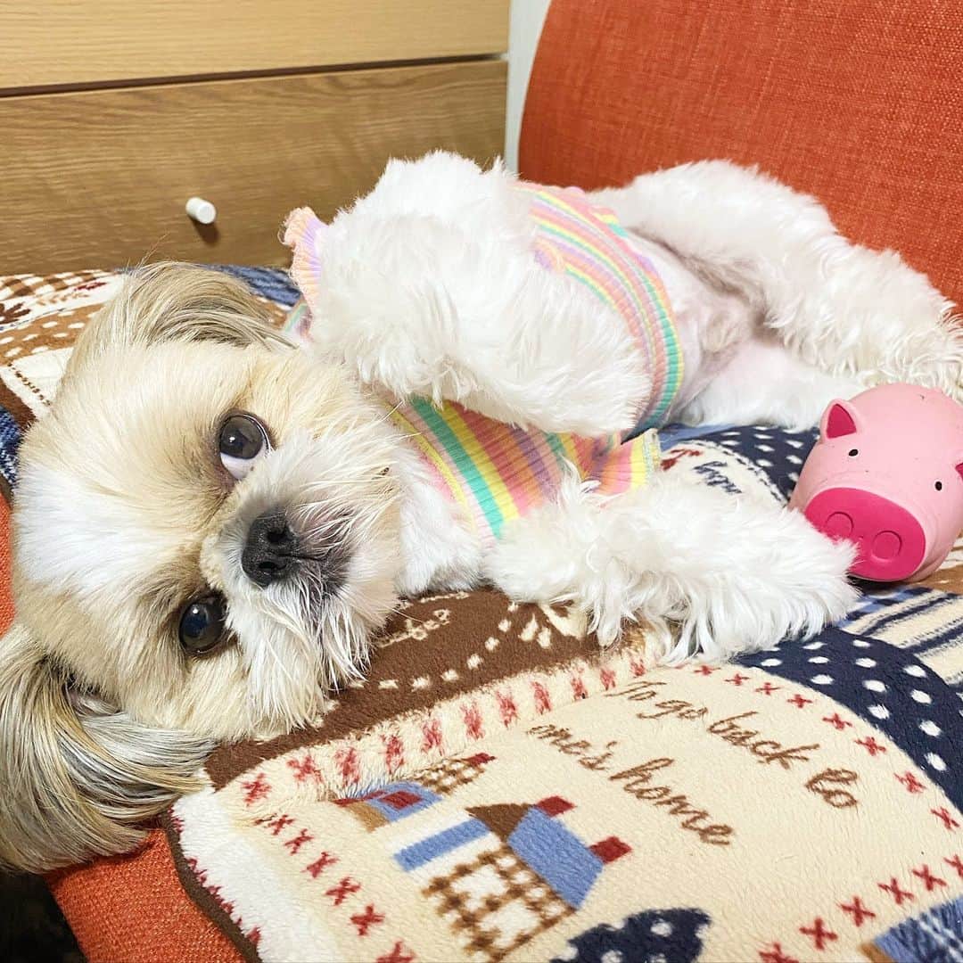 ?????HANA?????のインスタグラム：「🐶🎂 今日はべる君の誕生日🎂 いっぱいケーキを食べたから眠そうザマス〜💤 そして明日もいっぱいケーキを食べると思うザマスね〜🎂」