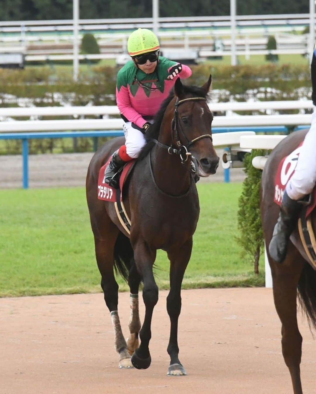 池添謙一さんのインスタグラム写真 - (池添謙一Instagram)「京都大賞典G2 プラダリア🏇 ありがとうございました(^^)✌️ 次も頑張ります‼︎  #プラダリア」10月9日 20時52分 - kenchan.0723