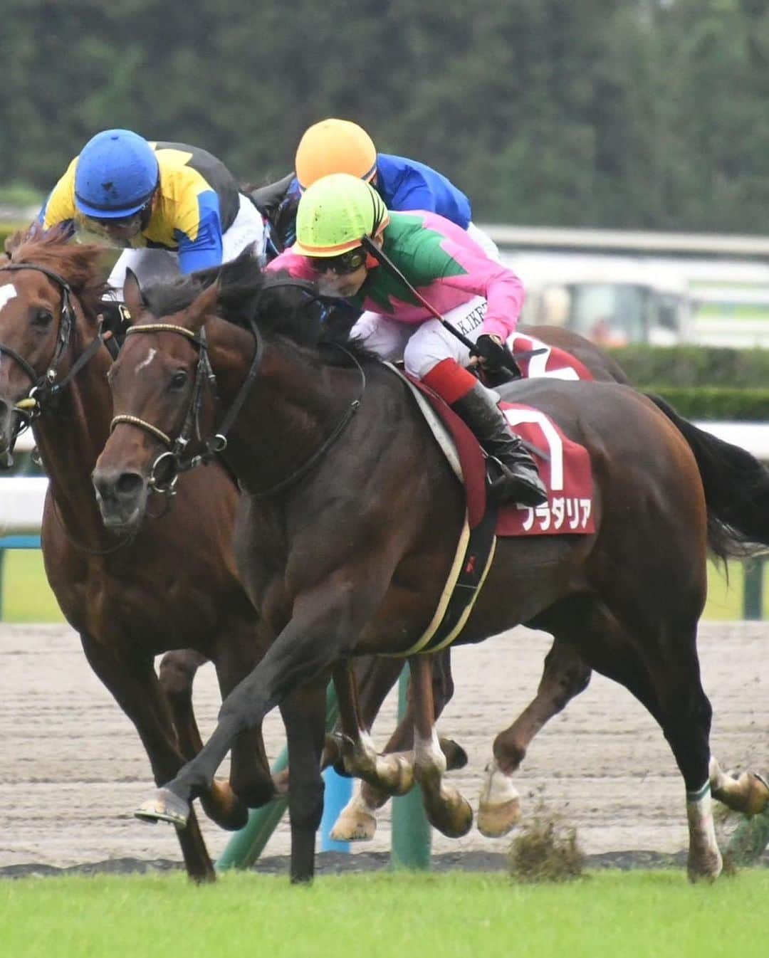 池添謙一さんのインスタグラム写真 - (池添謙一Instagram)「京都大賞典G2 プラダリア🏇 ありがとうございました(^^)✌️ 次も頑張ります‼︎  #プラダリア」10月9日 20時52分 - kenchan.0723