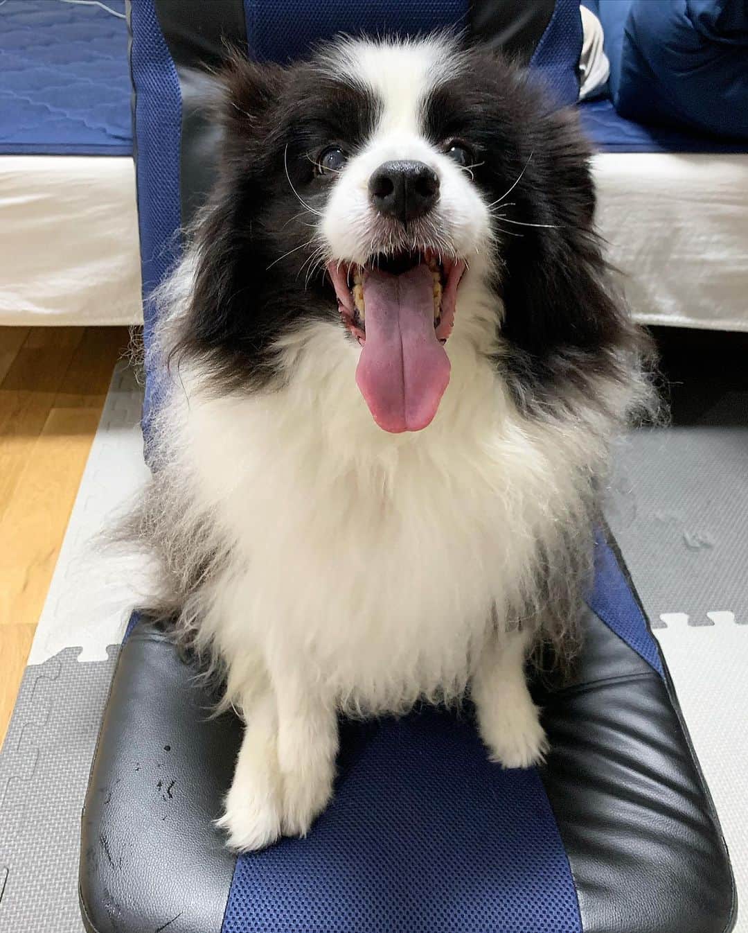 犬バカ部宣伝部長のインスタグラム：「特別だよー？そらちん🖐️🐼 僕の座椅子使わしてあげる🐼 ⁡ あ。はい。ってな感じで 写真撮ったらすぐに降りた🤣 ⁡ 良いと思うんだけどなぁー？🤣 ⁡ #犬バカ部 #bordercollie #ボーダーコリー #dog #犬 #白黒 #そら #ふにゃボダ部 #ボダ娘」