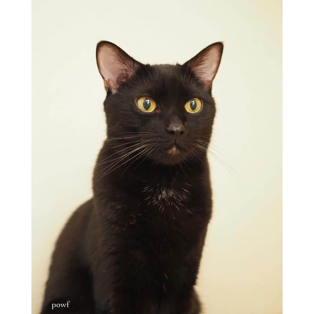 anemone_69さんのインスタグラム写真 - (anemone_69Instagram)「🐈‍⬛ . #ハカセとキョウジュ #blackcat #黒猫 #cat #猫 #保護猫 . . .」10月9日 21時27分 - powf