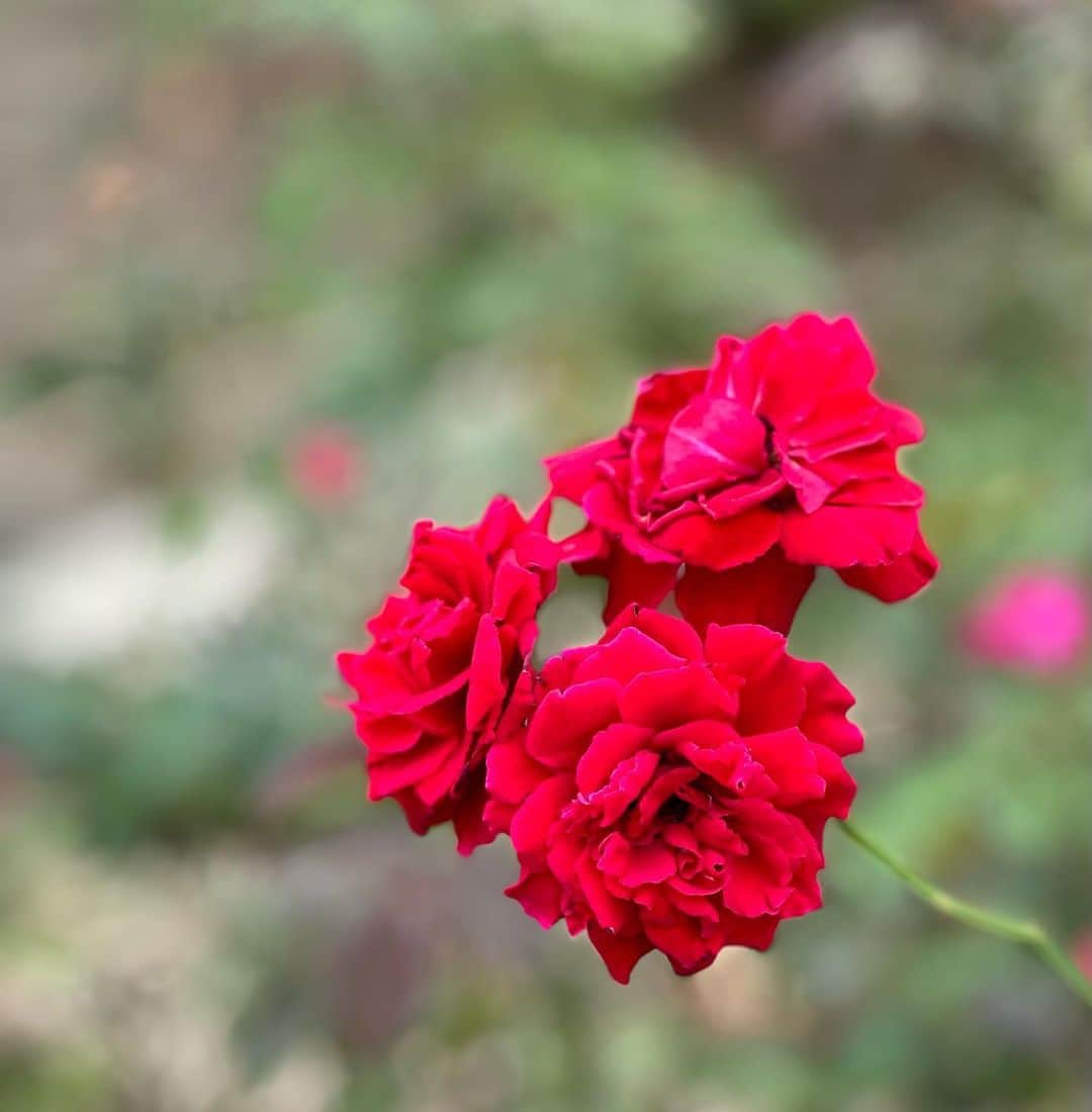 南原清隆さんのインスタグラム写真 - (南原清隆Instagram)「バラのある公園に行きました。 秋の穏やかな日の中それぞれに咲いていました。 時間がゆっくりとしています。 この季節のバラは色が濃く感じます。 よかったらどうぞ！  #秋の薔薇 #薔薇公園」10月9日 21時56分 - nanchan_official_