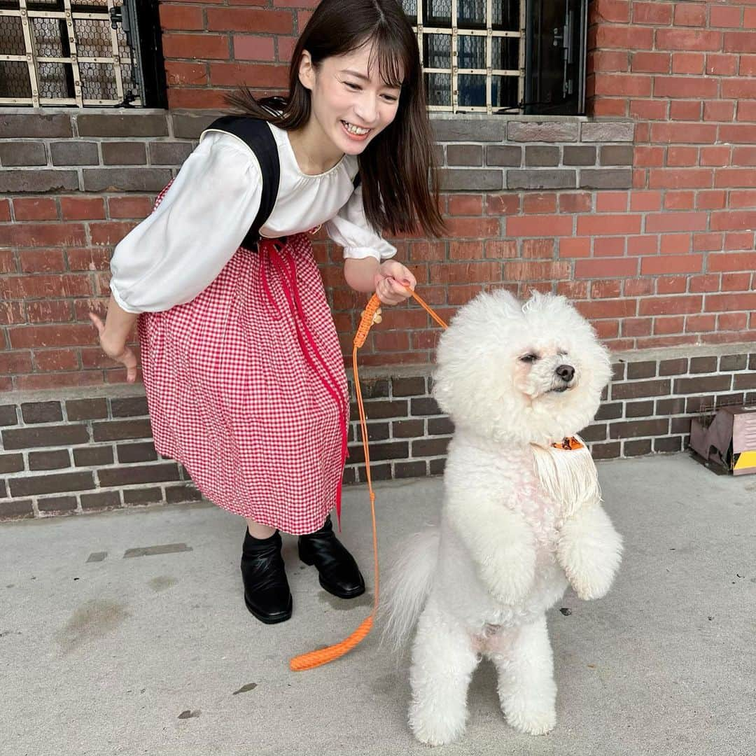 宇内梨沙さんのインスタグラム写真 - (宇内梨沙Instagram)「今日は 愛犬のローリーと #ひるおび の中継でした🐶  現在、横浜赤レンガ倉庫では ビールの祭典 #オクトーバーフェスト が開催中です✨  オクフェス会場に 犬が入ることはできないんですが ちょうど今日は犬と楽しめるイベントも 赤レンガ倉庫で開催されていたので 一緒に楽しみました🐶  生憎の天候でしたが ローリーと素敵な思い出に🥰  お仕事でバタバタしてしまい 他に写真が撮れなかった…🥹  実はドイツの民族衣装 「ディアンドル」も着ています🇩🇪  ローリーもハロウィーンの バンダナを着けてるよ🎃  #ビションフリーゼ  #アフロ犬 #4さいの女の子」10月9日 22時11分 - risaunai