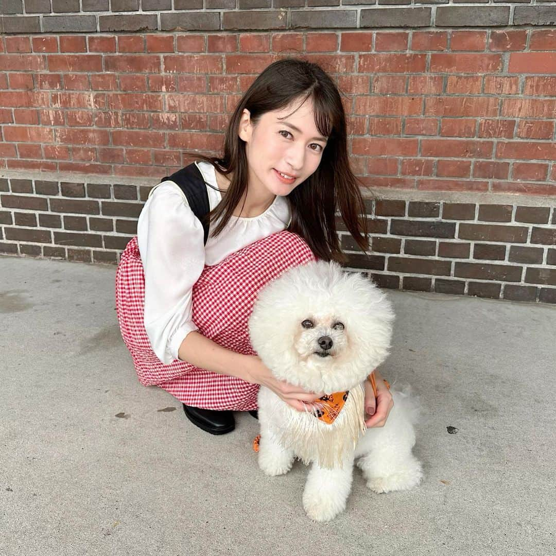 宇内梨沙さんのインスタグラム写真 - (宇内梨沙Instagram)「今日は 愛犬のローリーと #ひるおび の中継でした🐶  現在、横浜赤レンガ倉庫では ビールの祭典 #オクトーバーフェスト が開催中です✨  オクフェス会場に 犬が入ることはできないんですが ちょうど今日は犬と楽しめるイベントも 赤レンガ倉庫で開催されていたので 一緒に楽しみました🐶  生憎の天候でしたが ローリーと素敵な思い出に🥰  お仕事でバタバタしてしまい 他に写真が撮れなかった…🥹  実はドイツの民族衣装 「ディアンドル」も着ています🇩🇪  ローリーもハロウィーンの バンダナを着けてるよ🎃  #ビションフリーゼ  #アフロ犬 #4さいの女の子」10月9日 22時11分 - risaunai