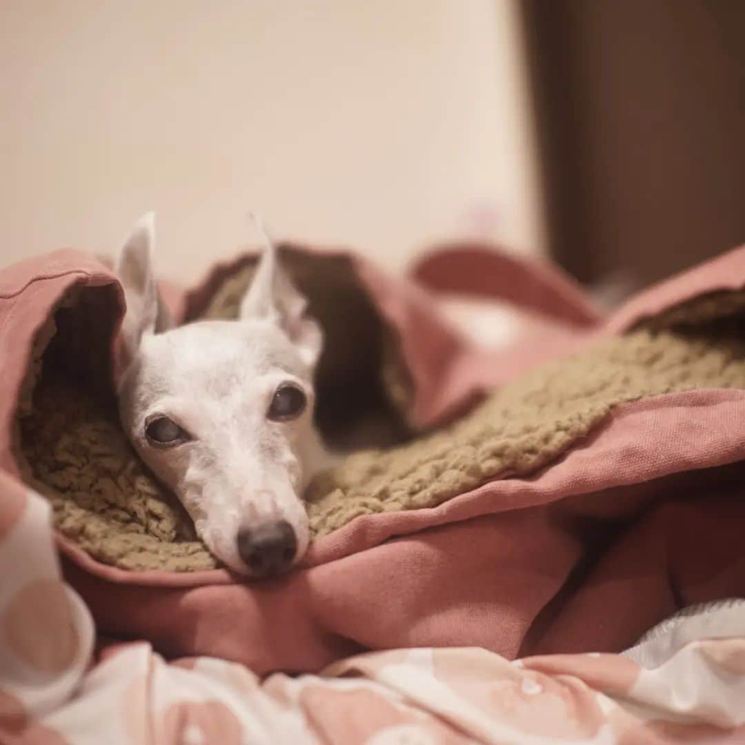 モラキジドッグのインスタグラム：「昨日の海おさではありがとうございました✨ * 昨日の疲れと今日の寒さでタンスから引っ張り出してきたドッグシュラフを出したら即行で入ってきてぐっすりなキキ。 * 海おさでは、山を舐めてた上に天気予報をちゃんと確認しなかった為、寒くて終始寝てばっかりのキキでしたが久しぶりに刺激を貰えた1日でした💡  * 今週末の14日(土)15日(日)は辻堂海浜公園でハグアニマルズのイベントが有るので刺激を貰いに行こうね✨  サツキッチンさん @satsukitchen555  とシェア出店してますのでお時間有ります方はキキに刺激を与えに来て下さいませ🐶 * #海おさ #モラキジドッグ #サツキッチン #ハグアニマルズ #辻堂海浜公園 #sonya7 #オールドレンズ」