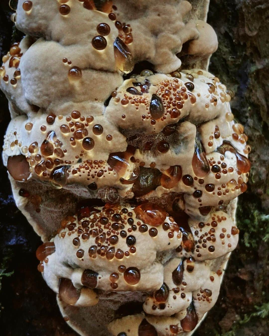 アンジェリーナ・ダニロヴァさんのインスタグラム写真 - (アンジェリーナ・ダニロヴァInstagram)「Welcome to the magical world of mushrooms.✨ don’t swipe if you have trypophobia.」10月9日 23時19分 - angelinadanilova