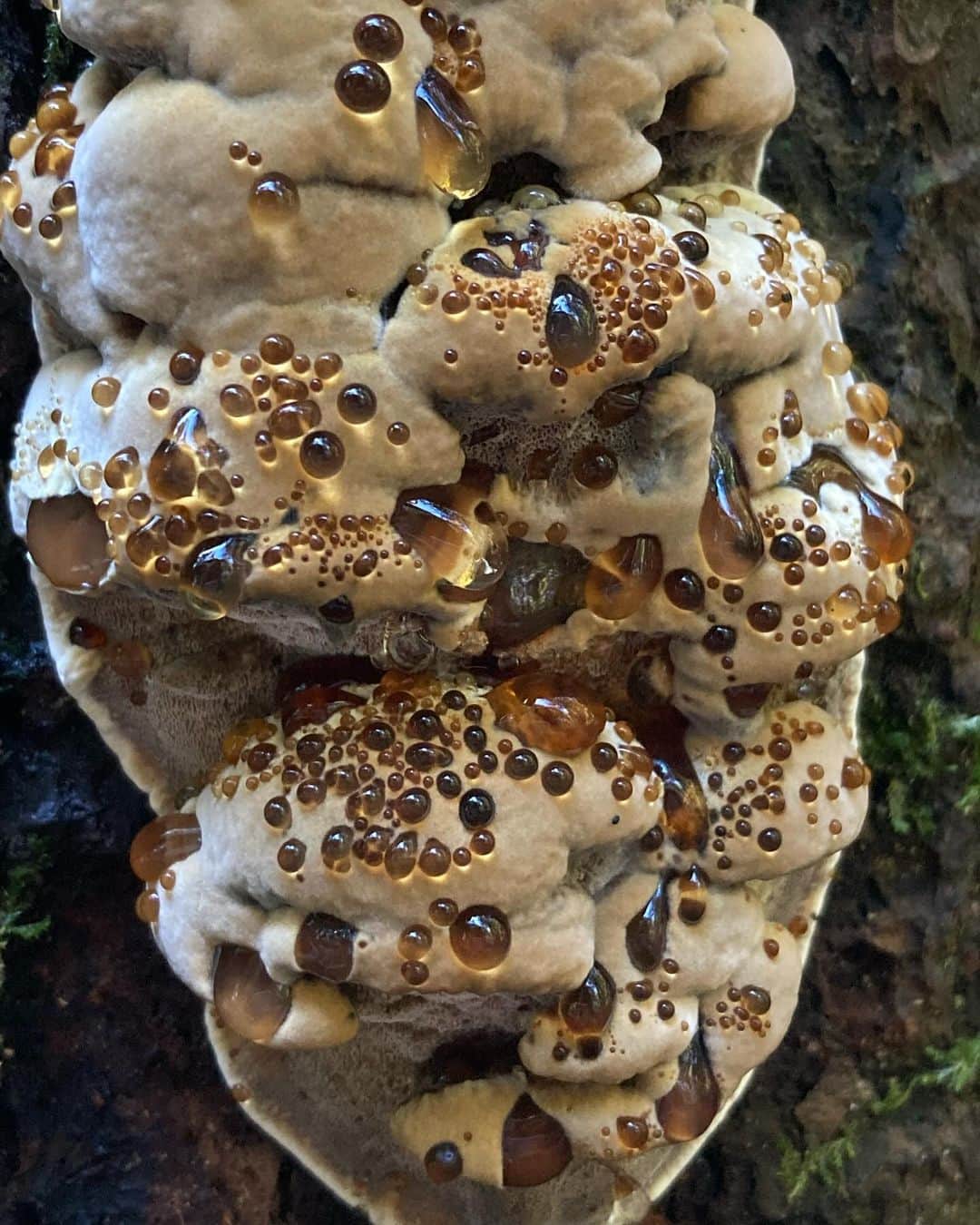 アンジェリーナ・ダニロヴァさんのインスタグラム写真 - (アンジェリーナ・ダニロヴァInstagram)「Welcome to the magical world of mushrooms.✨ don’t swipe if you have trypophobia.」10月9日 23時19分 - angelinadanilova