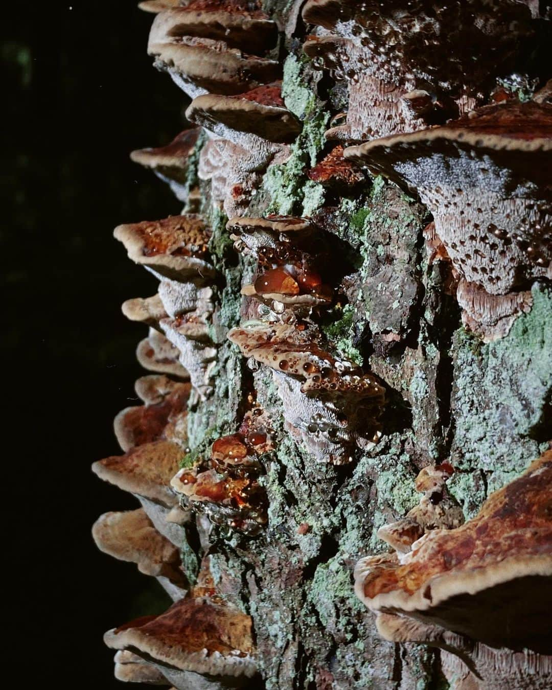 アンジェリーナ・ダニロヴァさんのインスタグラム写真 - (アンジェリーナ・ダニロヴァInstagram)「Welcome to the magical world of mushrooms.✨ don’t swipe if you have trypophobia.」10月9日 23時19分 - angelinadanilova