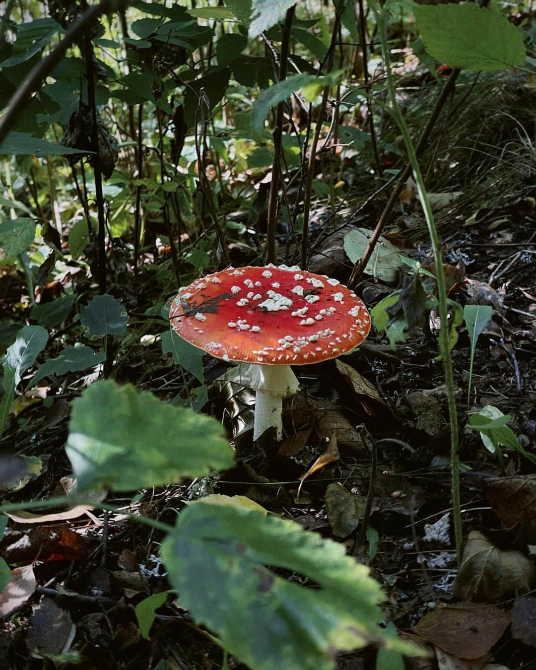 アンジェリーナ・ダニロヴァさんのインスタグラム写真 - (アンジェリーナ・ダニロヴァInstagram)「Welcome to the magical world of mushrooms.✨ don’t swipe if you have trypophobia.」10月9日 23時19分 - angelinadanilova