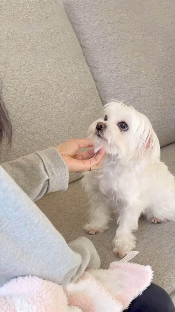 hi.arodのインスタグラム：「My sweet boy💓 #maltese #sweetdog #youarethebest #dogsofinstagram #dogsoffacebook #foryou #foryoupage #loveislove #loveisintheair #babyboy #malteselover #malteseboy #dogoftheday #heisthebest」