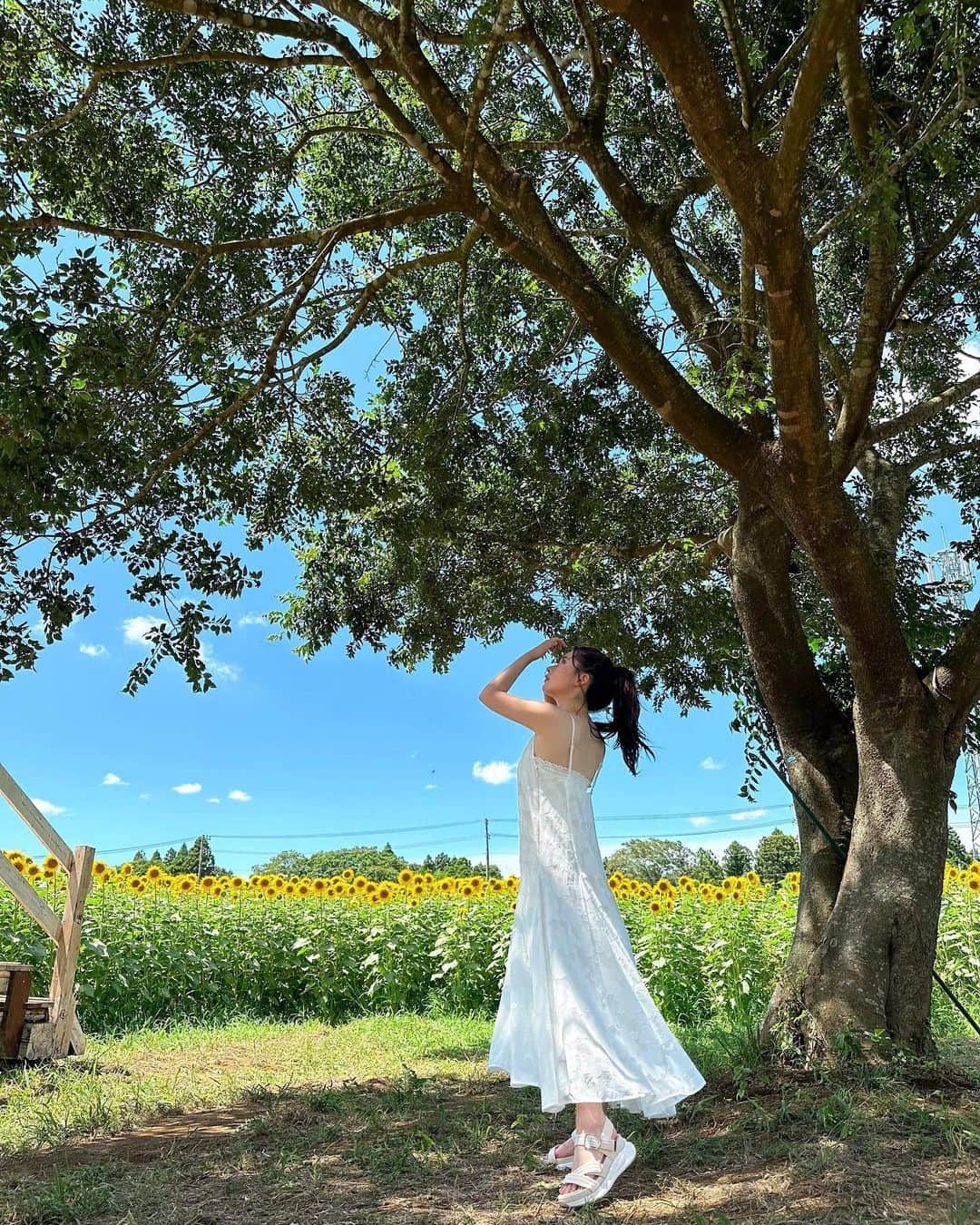 伊藤奈月さんのインスタグラム写真 - (伊藤奈月Instagram)「⁡ 太陽燦々のひまわり畑🌻 ⁡ 👗 ｜ @mercuryduo_com  ⁡ #ひまわり畑  #ひまわり #向日葵  #マザー牧場」10月9日 23時57分 - naachan__