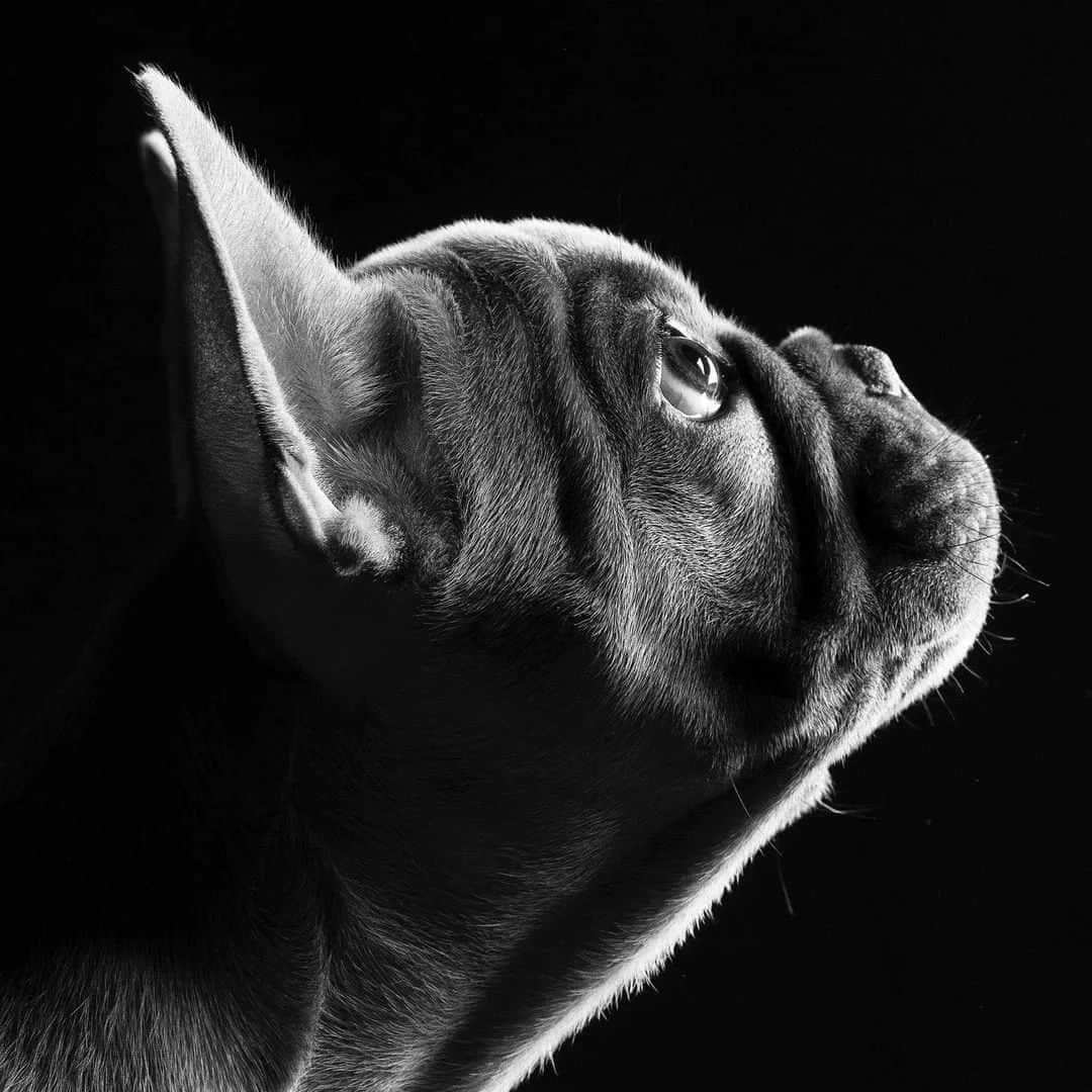French Bulldogのインスタグラム