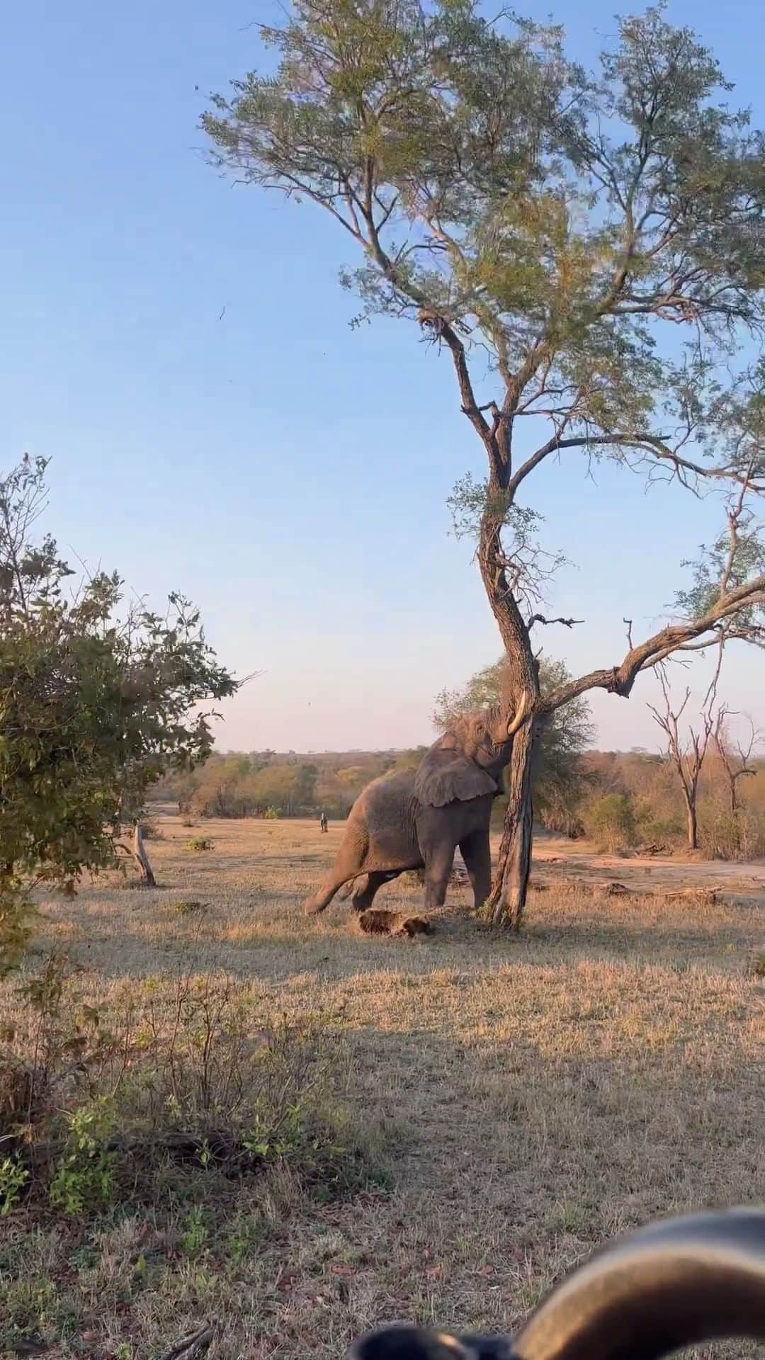 のインスタグラム：「In awe of the pure power of these beautiful creatures. 🐘  🎥 carlavdraad」