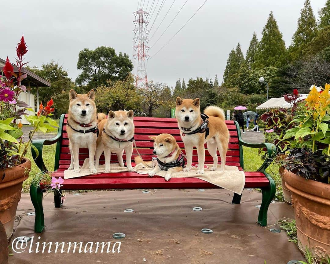 linnmamaのインスタグラム：「夕方散歩でハロウィン🎃気分〜今日は一日中ほとんど雨☔️で、ほんのちょっとのやみ間に歩いてきました🐾〜麗はカート無しで歩きました🐾 ＊ ＊ ＊ #柴犬#dog #柴犬凜の勇気凜々every day  #多頭飼い  #shibastagram #my_eos_photo  #eosr6#eosr10 #ドッグフォトグラファーズ #iphone12#iphone12promax  #夕方散歩 #花活 #写活 #ハロウィン#戸田川緑地」