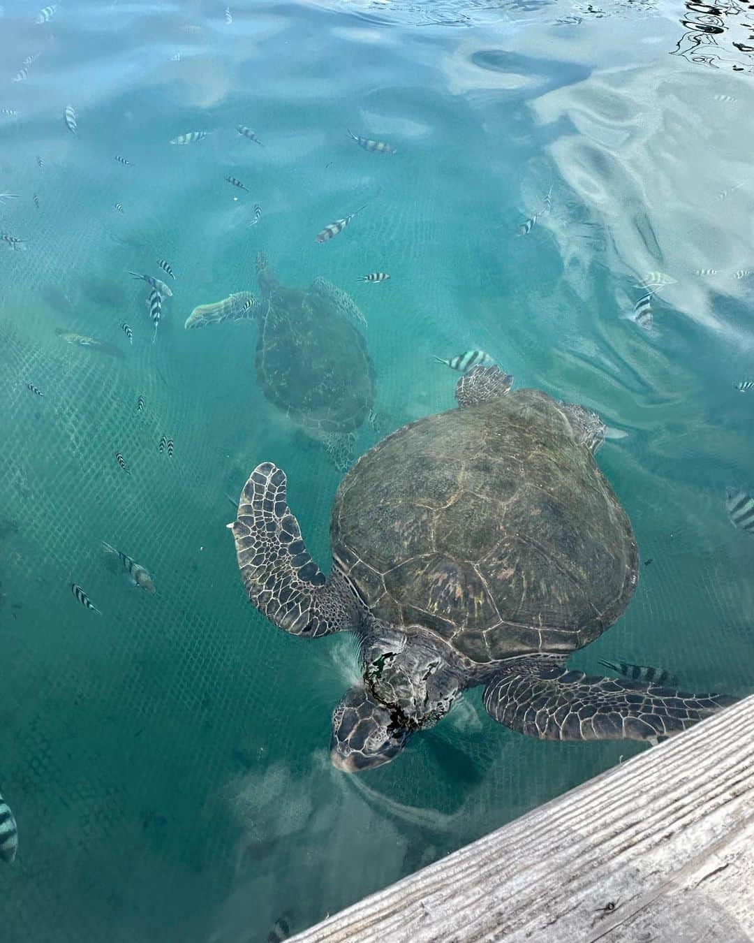 加藤瑠美さんのインスタグラム写真 - (加藤瑠美Instagram)「🐬🏖️🐠🦭🫧  先日、息子と娘のバースデー旅行へ✈️ 去年も訪れた沖縄にしました✨ 今回は子どもたちが楽しめることを一番に考えて @renaissanceokinawaresort に宿泊しました🏨  ホテルの敷地内から出ないぞ！と決めて、毎日たくさんのアクティビティを申し込んでハードスケジュールに🤣 イルカのプログラムが満員で参加できなかったのが残念だったけど、エイやウミガメにごはんをあげたり、ワラビーと触れ合ったり、船に乗ったり、毎日たくさんの楽しい体験ができました❣️  お部屋もデラックスフリッパーズコネクティングルームという子どもたちが喜びそうなお部屋に🐬 お風呂にもイルカさんがいて、毎日楽しそうに長風呂してました🤣ああかわいい🤍 内ドアでお隣の落ち着いたお部屋にも行き来できて、大人にとっても快適なお部屋でした🛋️ 夫よ、いつも何から何までありがとう🦘✨  #rubi_travel#子連れお出かけ#年子兄妹#年子ママ#東京ママ#沖縄旅行#子連れ沖縄#ルネッサンスリゾートオキナワ」10月10日 11時14分 - katorubi