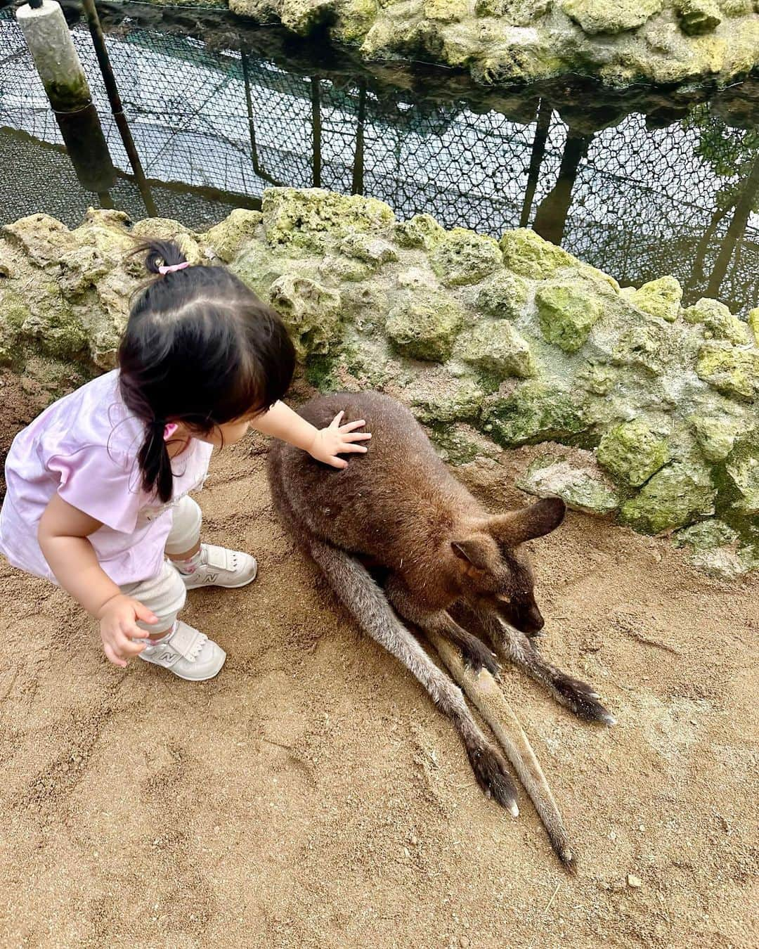 加藤瑠美さんのインスタグラム写真 - (加藤瑠美Instagram)「🐬🏖️🐠🦭🫧  先日、息子と娘のバースデー旅行へ✈️ 去年も訪れた沖縄にしました✨ 今回は子どもたちが楽しめることを一番に考えて @renaissanceokinawaresort に宿泊しました🏨  ホテルの敷地内から出ないぞ！と決めて、毎日たくさんのアクティビティを申し込んでハードスケジュールに🤣 イルカのプログラムが満員で参加できなかったのが残念だったけど、エイやウミガメにごはんをあげたり、ワラビーと触れ合ったり、船に乗ったり、毎日たくさんの楽しい体験ができました❣️  お部屋もデラックスフリッパーズコネクティングルームという子どもたちが喜びそうなお部屋に🐬 お風呂にもイルカさんがいて、毎日楽しそうに長風呂してました🤣ああかわいい🤍 内ドアでお隣の落ち着いたお部屋にも行き来できて、大人にとっても快適なお部屋でした🛋️ 夫よ、いつも何から何までありがとう🦘✨  #rubi_travel#子連れお出かけ#年子兄妹#年子ママ#東京ママ#沖縄旅行#子連れ沖縄#ルネッサンスリゾートオキナワ」10月10日 11時14分 - katorubi