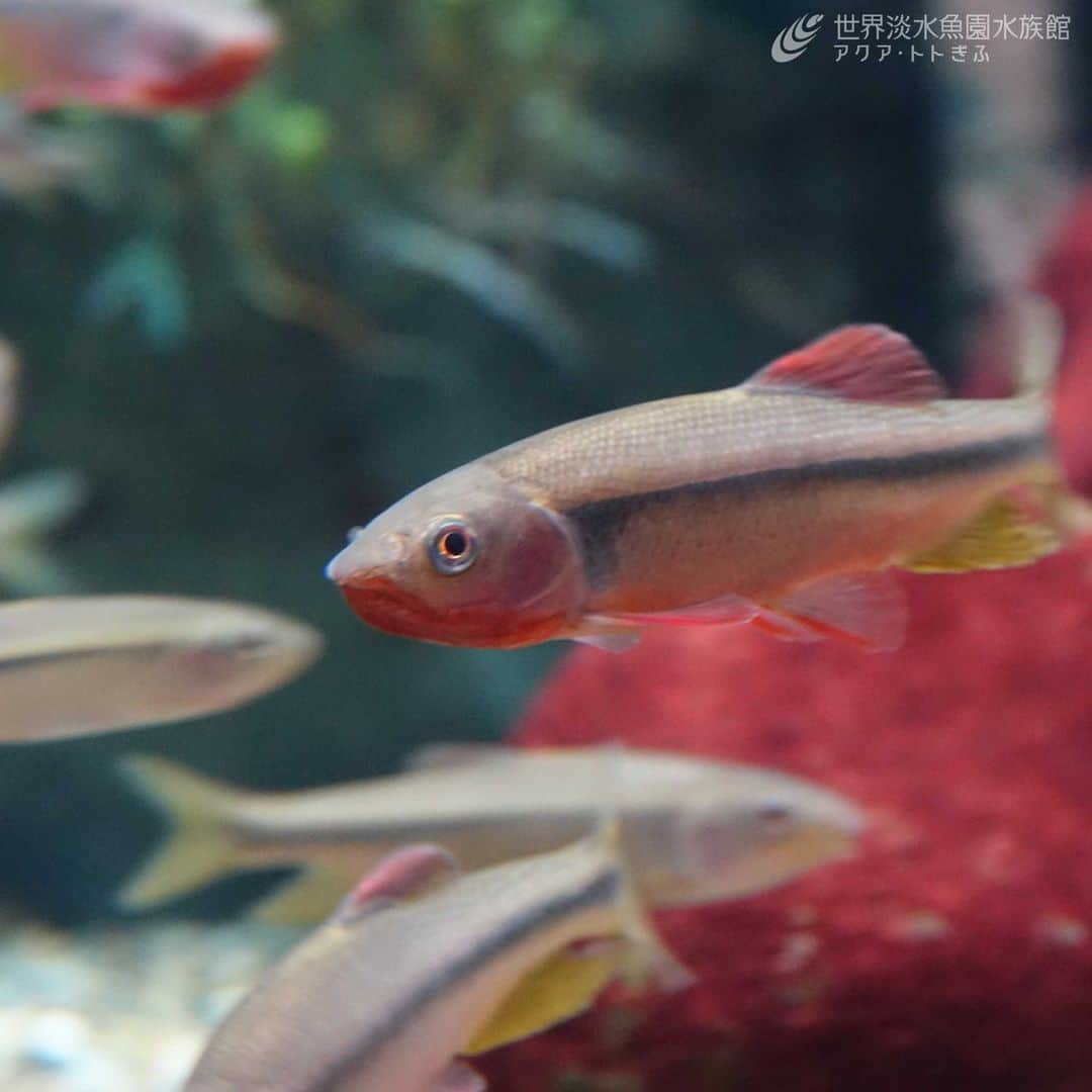 世界淡水魚園水族館 アクア・トト ぎふのインスタグラム：「今日は10月10日の語呂に合わせて「トトの日」です！  当館の愛称「アクア・トト ぎふ」の「トト」は、小さな子どもの魚の呼称（幼児語）からつけられました。  犬＝ワンワンのように広く呼ばれているのかと思っていたのですが、地域差などもあるようです。幼少期、何と呼んでいましたか？  #アクアトト #水族館 #aquarium #トト #オアシスパーク #河川環境楽園」