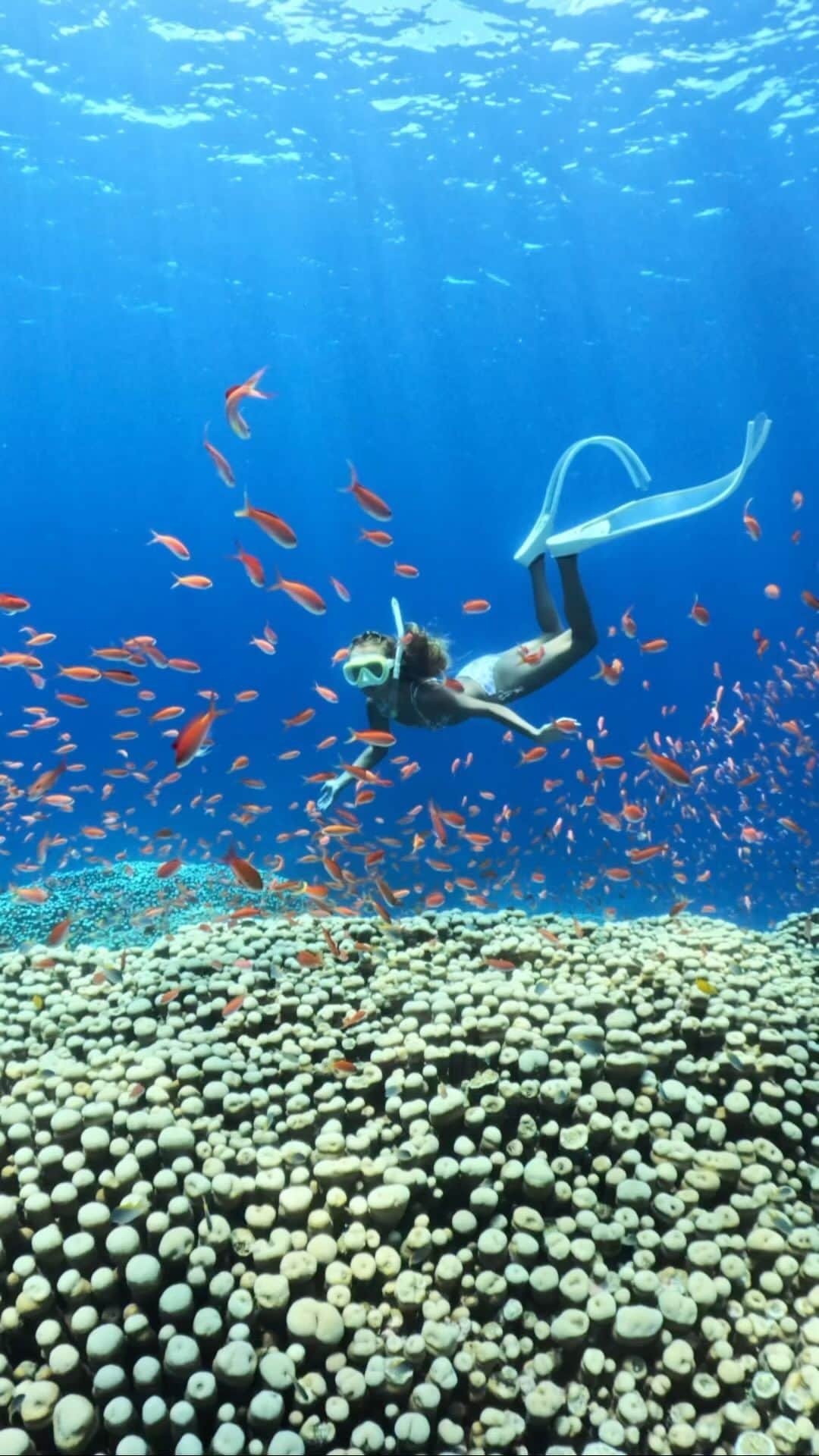 HAIMURUBUSHI はいむるぶしのインスタグラム：「小浜島・はいむるぶしから癒しの風景をお届けします。 青く澄んだサンゴ礁の海に泳ぐトロピカルフィッシュの群れ… マーメイドの気分にさせてくれる世界に出会えます。 ここにしかない、南海の楽園に癒されにお越しください。 #沖縄 #離島 #サンゴ礁 #海 #旅行 #シュノーケル #ダイビング #小浜島 #リゾート #ホテル #はいむるぶし #japan #okinawa #island #coral #sea #beautiful #scenery #travel #snorkeling #diving #tour #kohamajima #resort #hotel #haimurubushi」