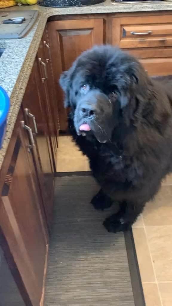 DogsOf Instagramのインスタグラム：「@homer_the_newf just lookin’ for a nice smol snack 😋🦃 Happy Thanksgiving to all our Canadian furriends! 🇨🇦  #newfiesofinstagram #lightsnack #canadianthanksgiving #funnydoggo #dogsofinstagram #beggingdog #hungrydog #droolingdog」