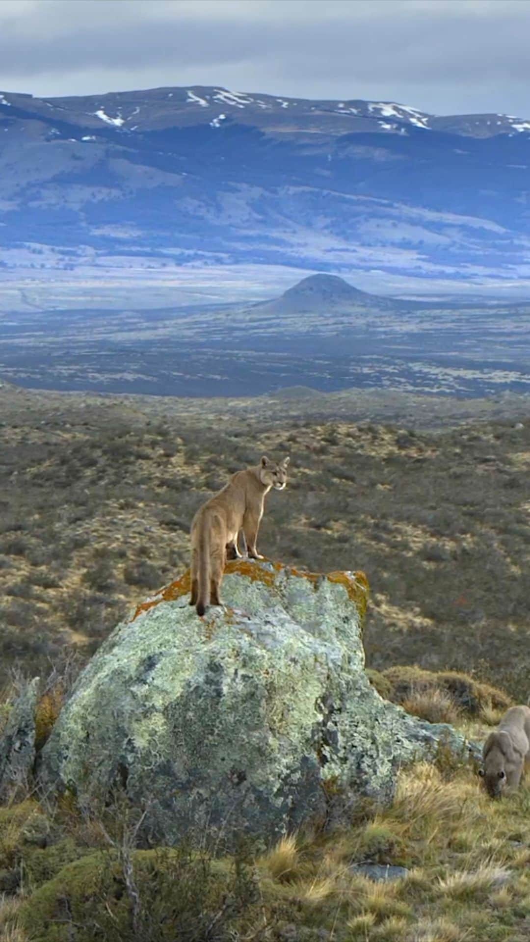 ナショナルジオグラフィックのインスタグラム：「Video by @bertiegregory | In Patagonia, we were searching for one particular puma. Meet Petaka. When I first met her, she was just a cub—cute, fluffy, and totally reliant on her mother. Four years on, she has not only survived but has also become a powerful mother herself. Watch her amazing story in "Animals Up Close," now streaming on @disneyplus. #AnimalsUpClose」