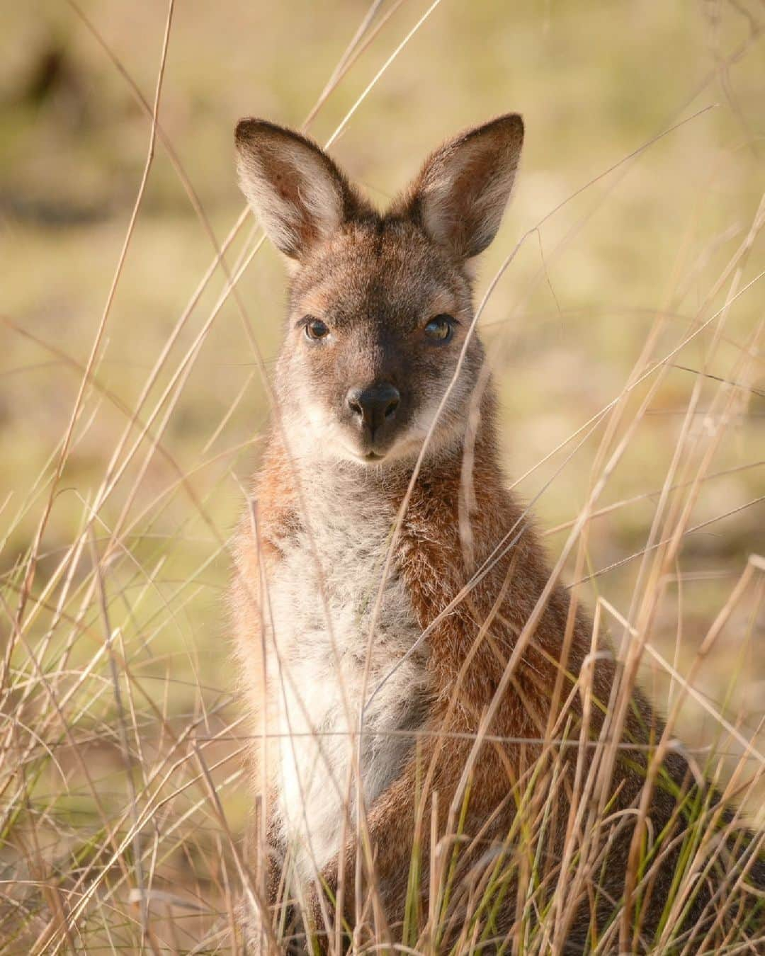 Australiaさんのインスタグラム写真 - (AustraliaInstagram)「Hi, handsome 😍 Thanks to @rich.pixel for brightening our day with a portrait of this adorable @visitcanberra local! 🌞 @mulligansflat is a #wildlife sanctuary dedicated to the protection of native #Aussie animals like this curious #wallaby 🦘 Take a wander through the picturesque property and try your luck at spotting a range of native Australian animals like echidnas, shingleback lizards or eastern bettongs - one of the cutest locals in our humble opinion 💖  #SeeAustralia #ComeAndSayGday #VisitCanberra  ID: A kangaroo standing among tall blades of grass as it stares directly towards the camera with it’s ears perked up.」10月10日 4時00分 - australia