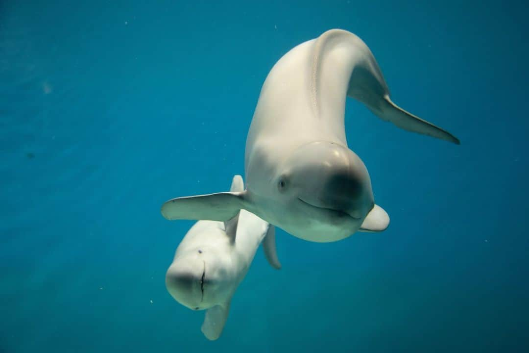 日本の国立公園さんのインスタグラム写真 - (日本の国立公園Instagram)「Cruise with purpose to see the finless porpoises in the Seto Inland Sea 🚤📸   The finless porpoise is an animal crucial to the Seto Inland Sea’s ecosystem, included in Setonaikai National Park. These charming small mammals are called “degondo” by the locals, and they can be seen from cruises and ferries throughout the park. There are finless porpoises watching cruises around Suo-Oshima Island in Yamaguchi or Mikawa Bay in Aichi. If you are lucky, you can also spot them from a regular ferry near other parts of the Seto Inland Sea. 🐠🐋  Finless porpoises extend from the Persian Gulf in the west to Sendai Bay and Toyama Bay in the east, but their primary habitat in Japan is from the Seto Inland Sea to the Kii Channel. Their average length is 160–170 cm in coastal Japan. As their English name suggests, they do not have a dorsal fin. Instead, a ridge of 2–3 cm in height extends down from the bottom of their head to the tail. 🗾😀  Finless porpoises glide over the waters of the Seto Inland Sea almost year-round. Their density starts to increase in December and reaches a peak in April in preparation for the breeding season. Taking a cruise during this winter window will surely increase your chance to see these wonders of the Seto Inland Sea. 🗓⛴   Leave a 🤩 in the comments if want to see a porpoise!  📍 Seto Inland Sea, Hiroshima  📸 A finless porpoise cruising through the water（Photo By：©︎Shimonoseki Marine Science Museum “KAIKYOKAN”） 📸 A finless porpoises in the Seto Inland Sea  #NationalParksJP #SetonaikaiNationalPark #SetoInlandSea #FinlessPorpoise #Porpoises #Ushimado  #JapanNature #Miyajima #JapaneseCulture #JapanTravel #Japan #Travel #Tourism #ExploreJapan #DiscoverJapan #VisitJapan #日本 #国立公園」10月10日 10時00分 - nationalpark_japan