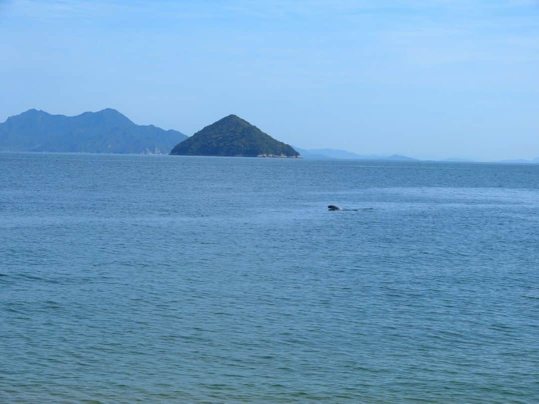 日本の国立公園さんのインスタグラム写真 - (日本の国立公園Instagram)「Cruise with purpose to see the finless porpoises in the Seto Inland Sea 🚤📸   The finless porpoise is an animal crucial to the Seto Inland Sea’s ecosystem, included in Setonaikai National Park. These charming small mammals are called “degondo” by the locals, and they can be seen from cruises and ferries throughout the park. There are finless porpoises watching cruises around Suo-Oshima Island in Yamaguchi or Mikawa Bay in Aichi. If you are lucky, you can also spot them from a regular ferry near other parts of the Seto Inland Sea. 🐠🐋  Finless porpoises extend from the Persian Gulf in the west to Sendai Bay and Toyama Bay in the east, but their primary habitat in Japan is from the Seto Inland Sea to the Kii Channel. Their average length is 160–170 cm in coastal Japan. As their English name suggests, they do not have a dorsal fin. Instead, a ridge of 2–3 cm in height extends down from the bottom of their head to the tail. 🗾😀  Finless porpoises glide over the waters of the Seto Inland Sea almost year-round. Their density starts to increase in December and reaches a peak in April in preparation for the breeding season. Taking a cruise during this winter window will surely increase your chance to see these wonders of the Seto Inland Sea. 🗓⛴   Leave a 🤩 in the comments if want to see a porpoise!  📍 Seto Inland Sea, Hiroshima  📸 A finless porpoise cruising through the water（Photo By：©︎Shimonoseki Marine Science Museum “KAIKYOKAN”） 📸 A finless porpoises in the Seto Inland Sea  #NationalParksJP #SetonaikaiNationalPark #SetoInlandSea #FinlessPorpoise #Porpoises #Ushimado  #JapanNature #Miyajima #JapaneseCulture #JapanTravel #Japan #Travel #Tourism #ExploreJapan #DiscoverJapan #VisitJapan #日本 #国立公園」10月10日 10時00分 - nationalpark_japan