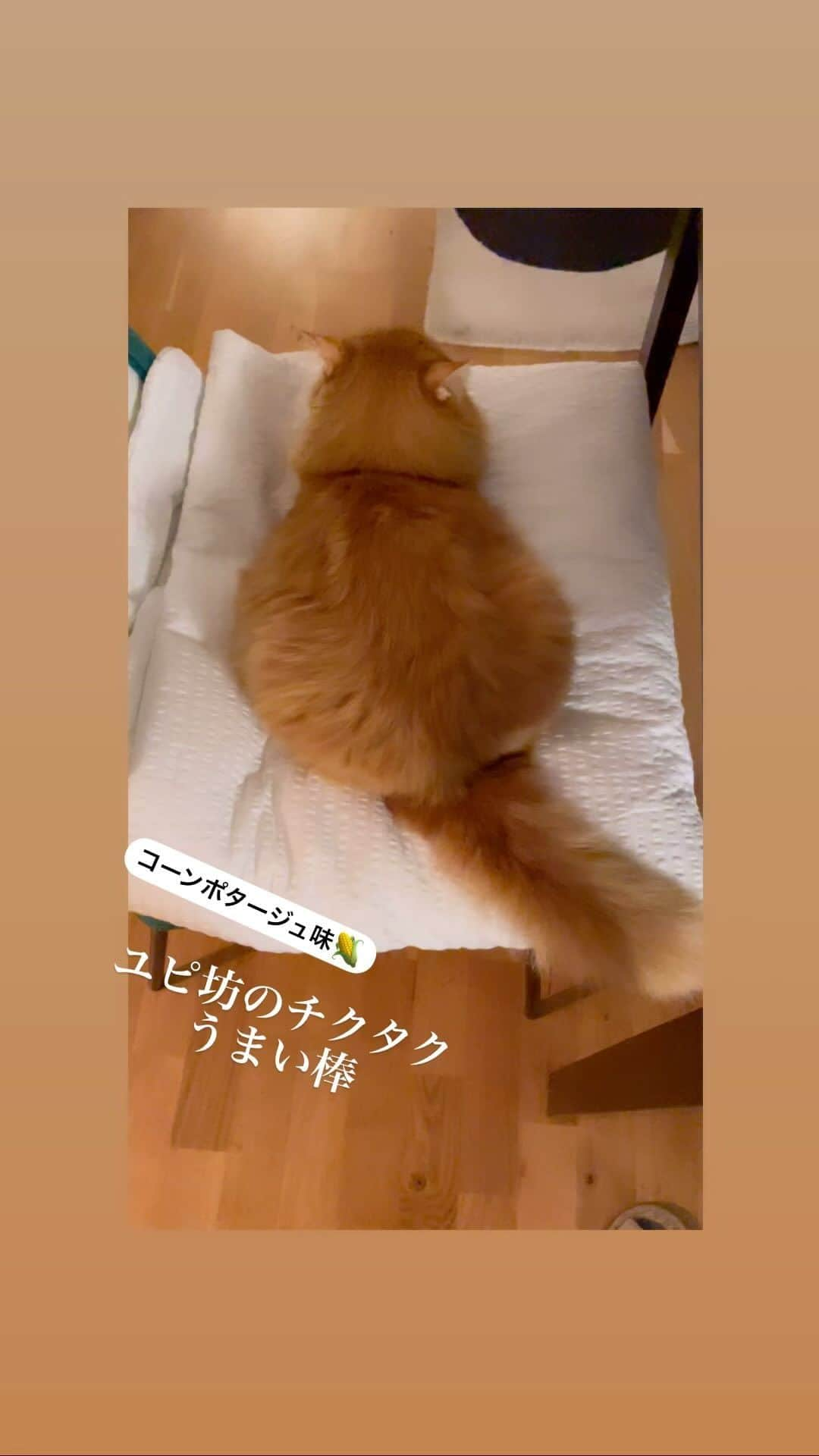 猫沢エミのインスタグラム