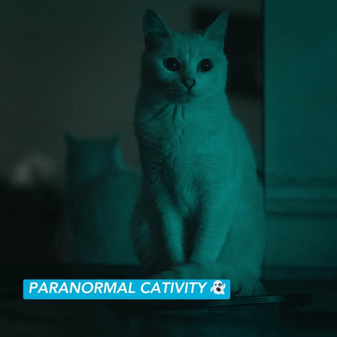のインスタグラム：「Horror movies made for scaredy cats. 😸👻 Which would you watch first?  #horrormovies #horrormemes #catmemes #halloweenmemes #catlovers #halloween #spookyseason #freshstep」
