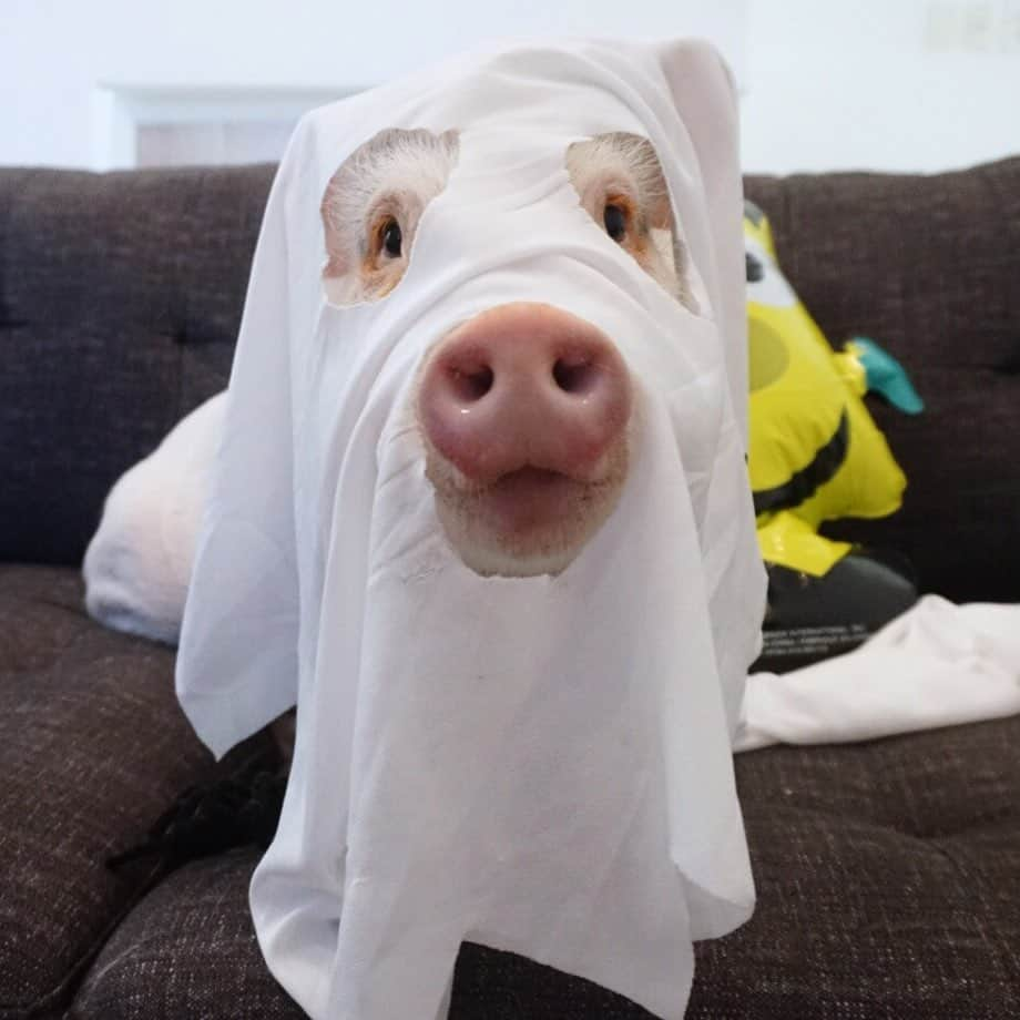 Hamletさんのインスタグラム写真 - (HamletInstagram)「Everyone is doing it…👻🐷  #ghost #ghostadventures #boo #ghostphotoshoot #spookyseason #bestfriendgoals #sheet #spooky #dogtrend #coolerthanyou #halloween #pig #ilovepig #nashville #local #localnashville」10月10日 4時07分 - hamlet_the_piggy